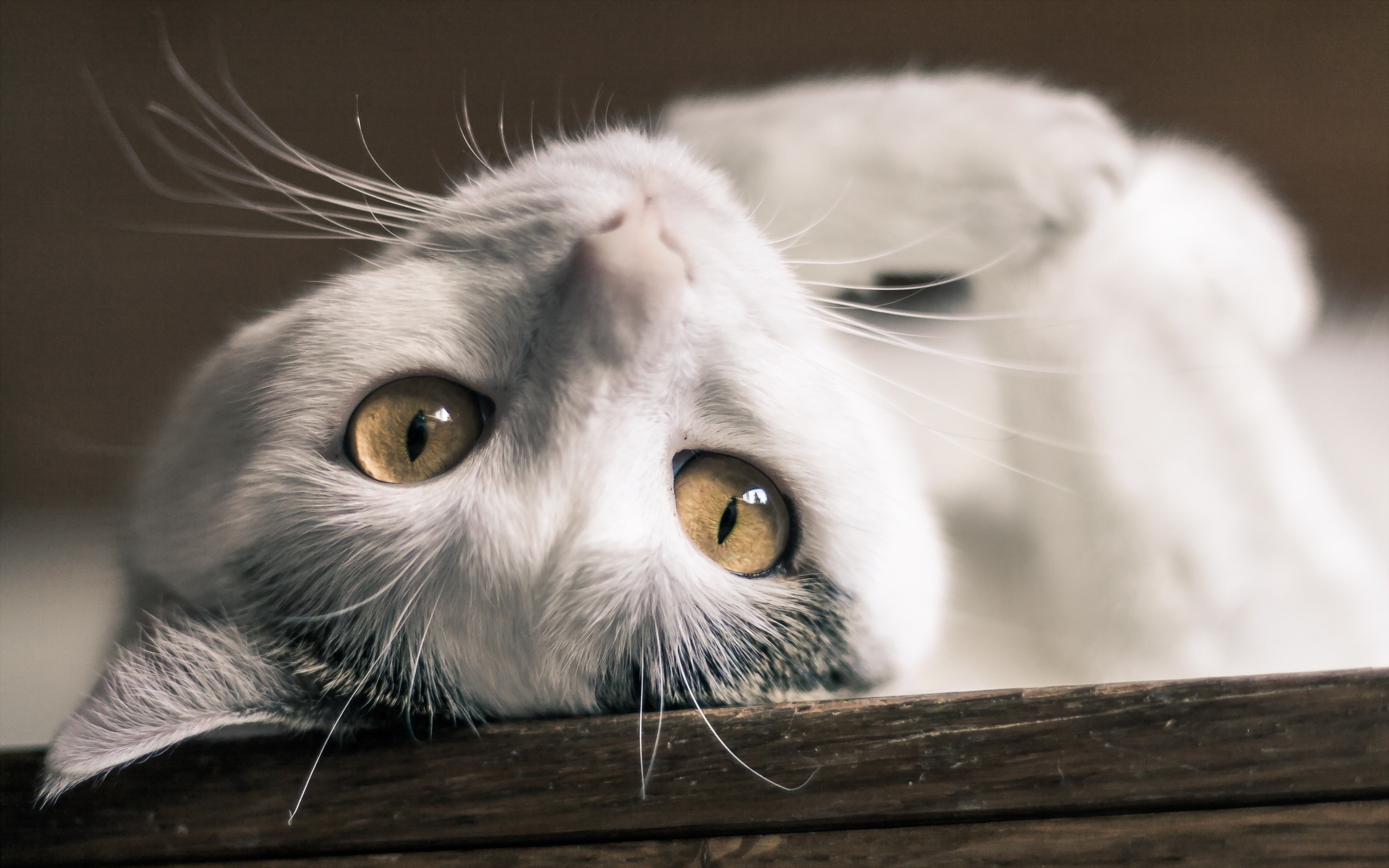 Close-up of a white cat with yellow eyes HD Wallpaper