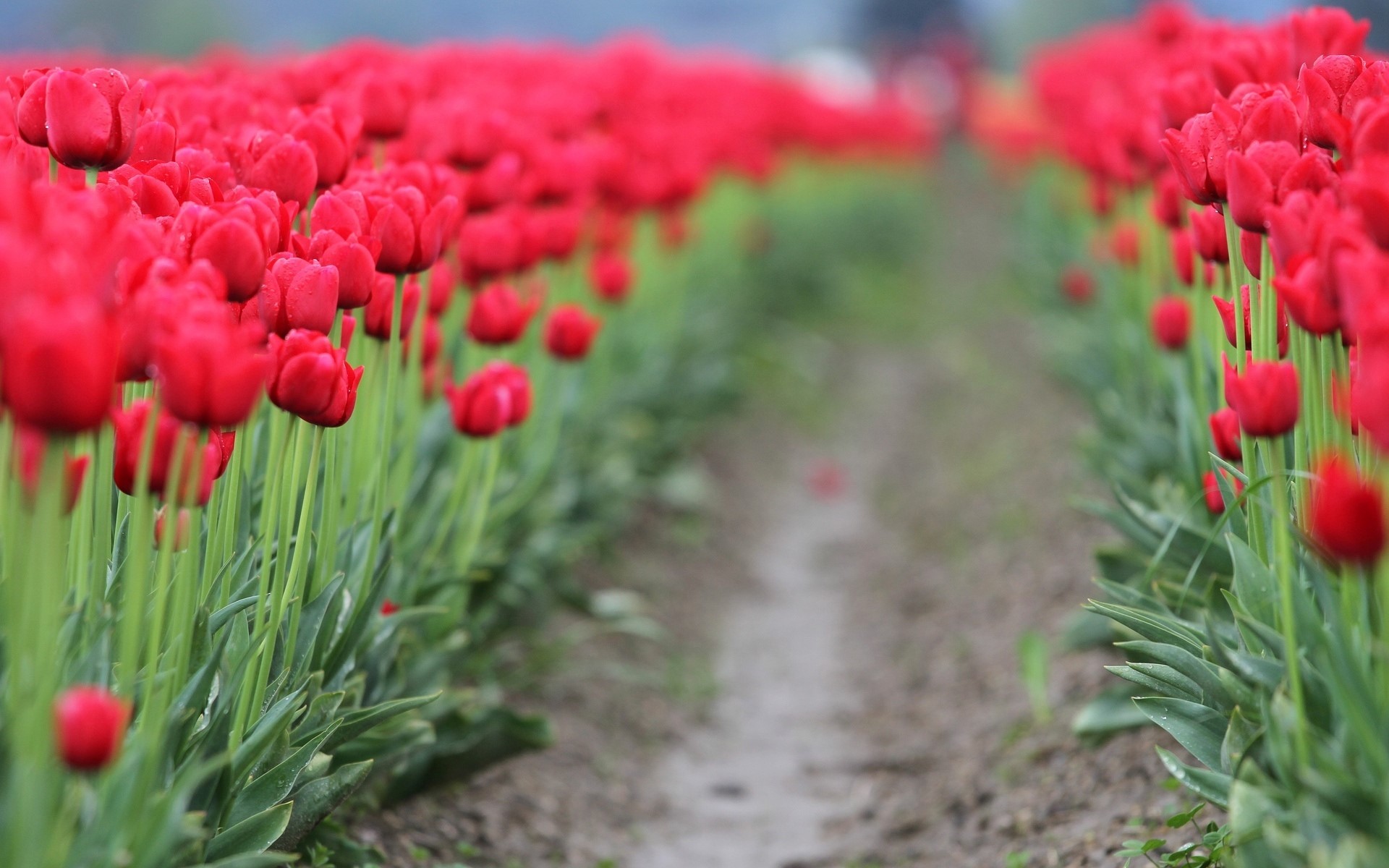 A field of red tulips in bloom HD Wallpaper