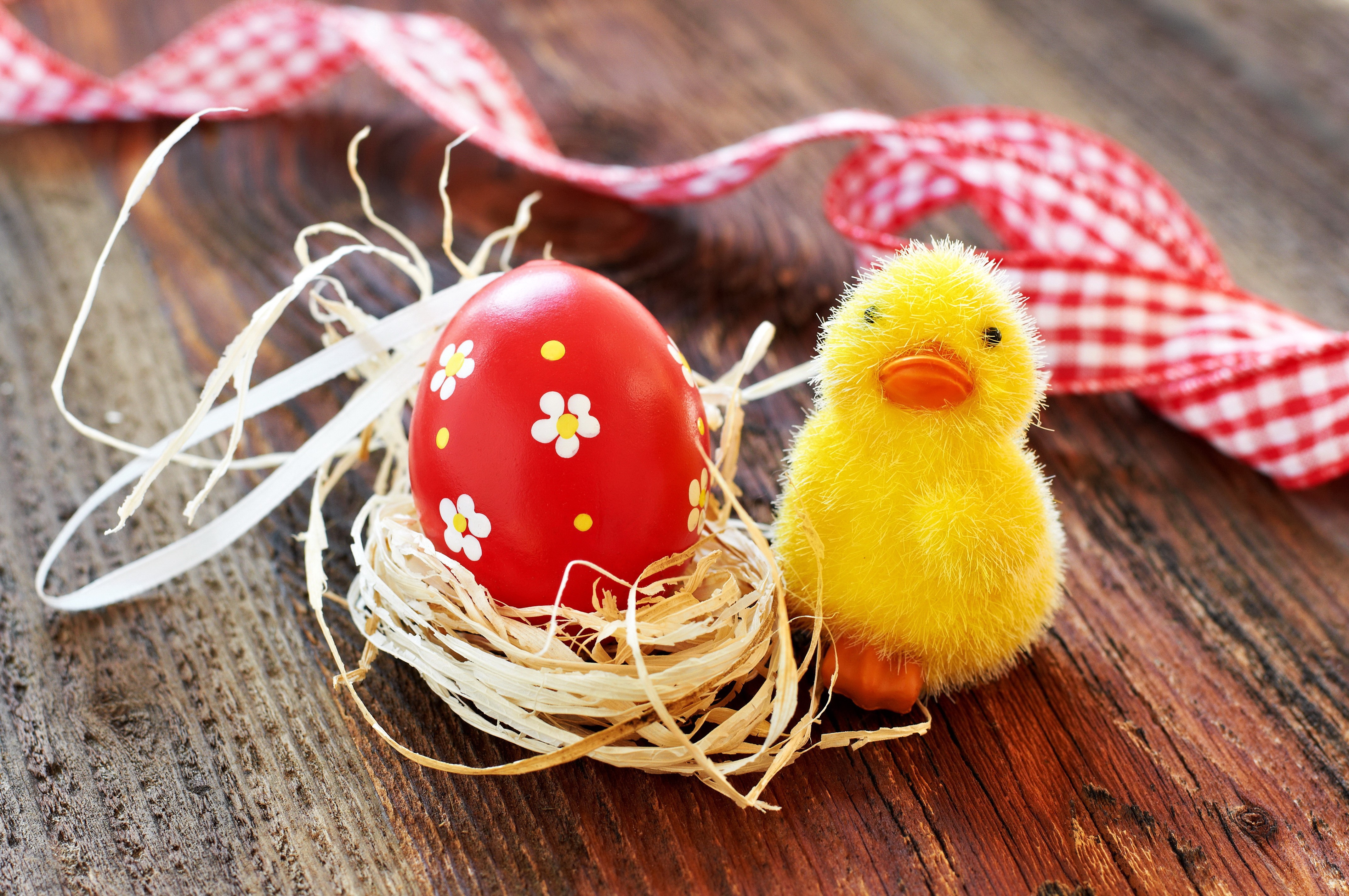 Easter chick and red egg in nest with ribbon HD Wallpaper