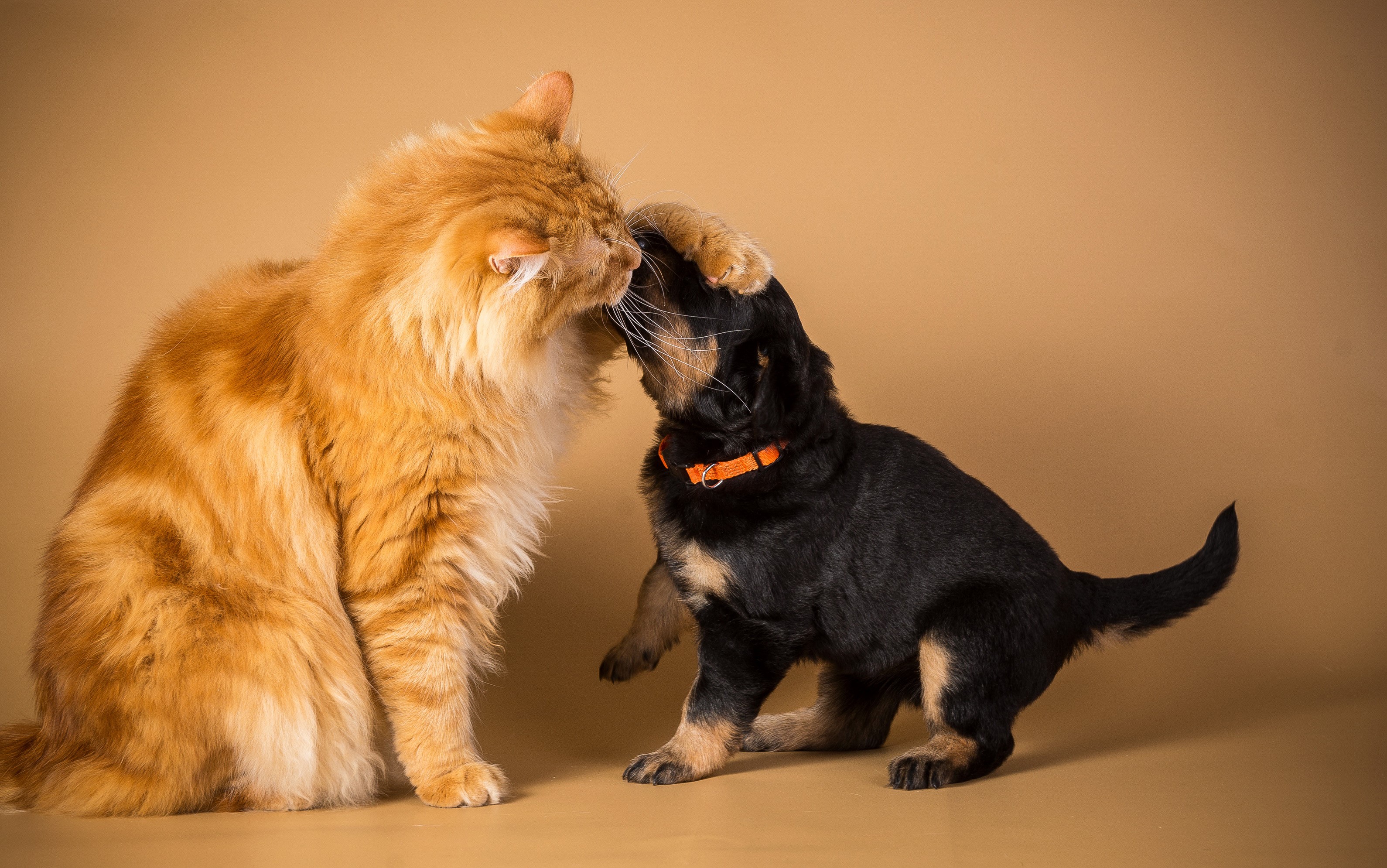 Orange cat and Rottweiler puppy playing HD Wallpaper