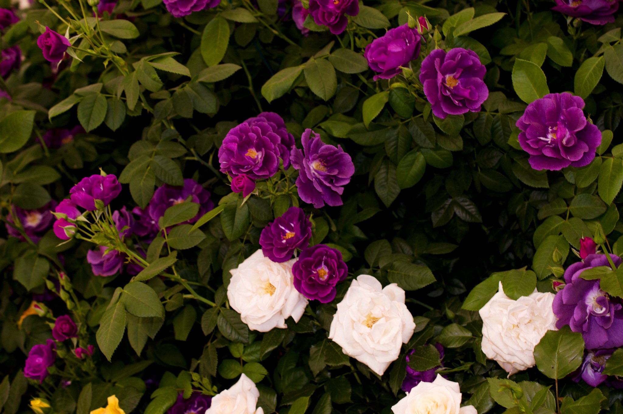 Purple and white roses on a shrub HD Wallpaper