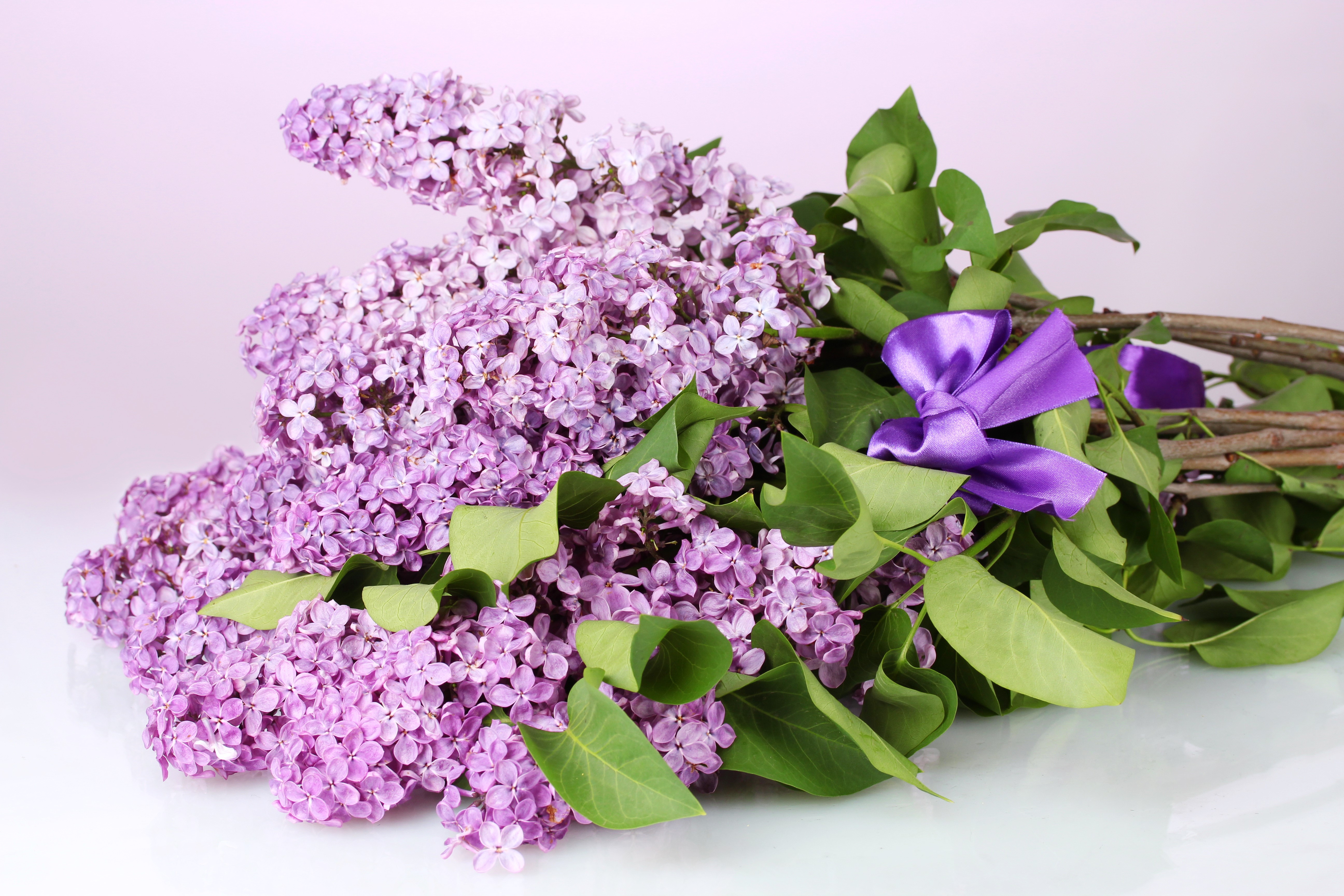 Bouquet of Lilacs with Purple Bow HD Wallpaper