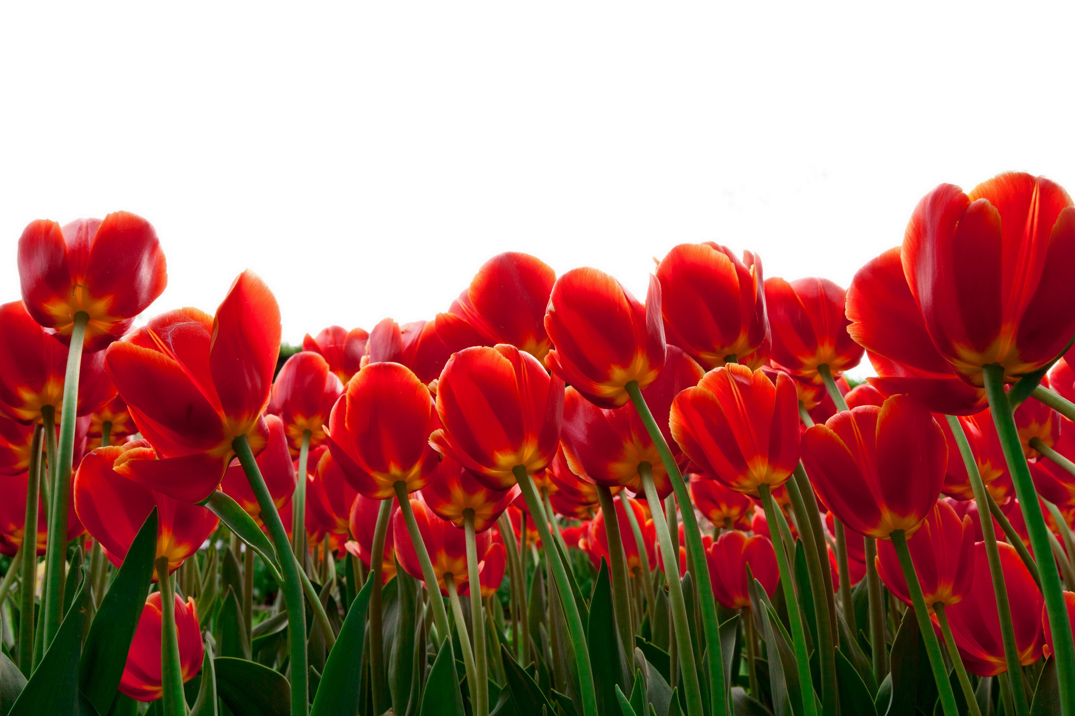 Field of Red Tulips HD Wallpaper