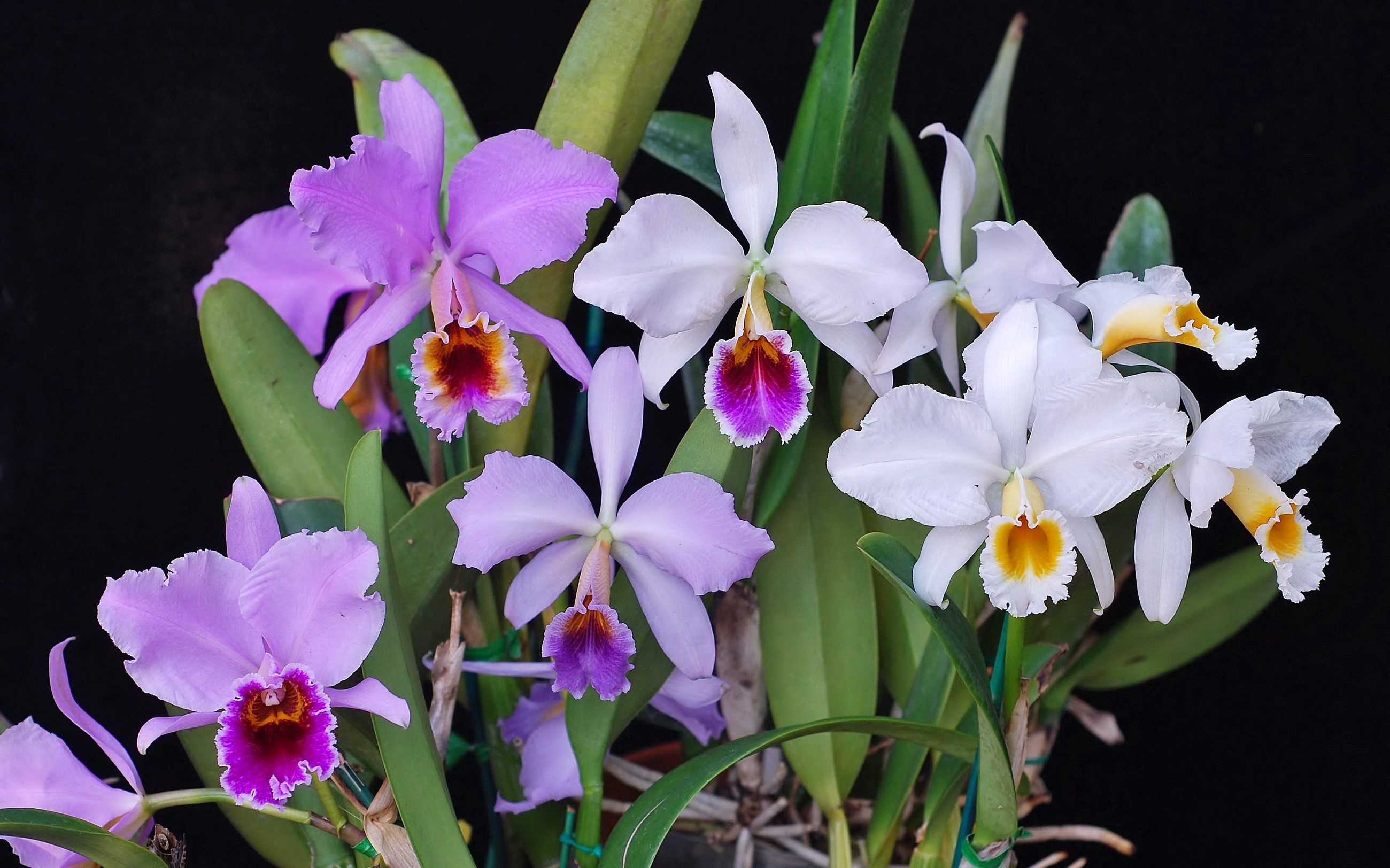 A cluster of Cattleya orchids with purple and white blooms HD Wallpaper