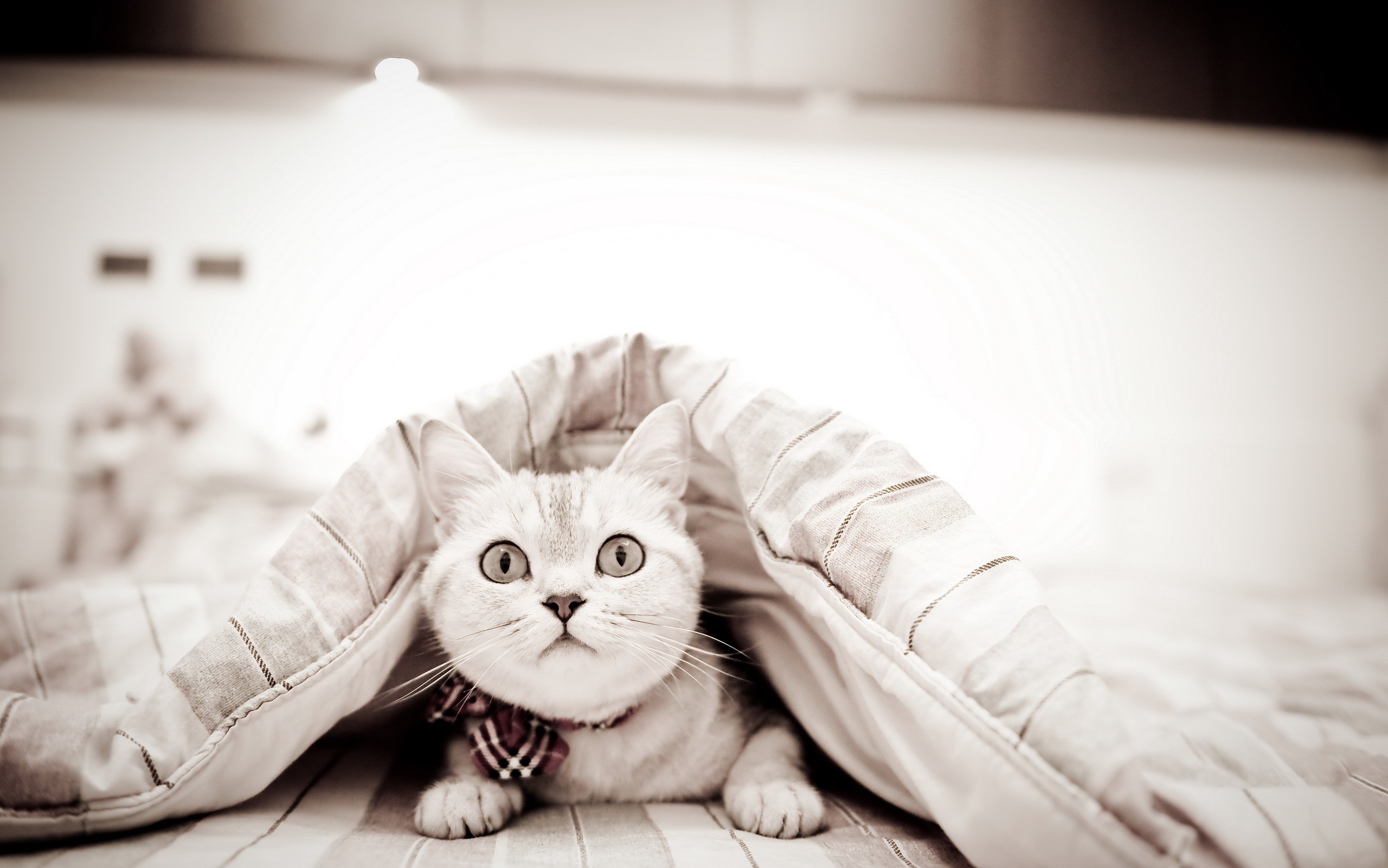 Cat peeking from under a blanket HD Wallpaper