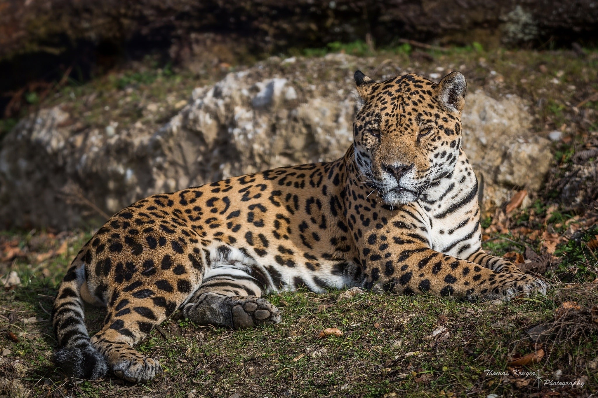 Jaguar lying on the ground HD Wallpaper