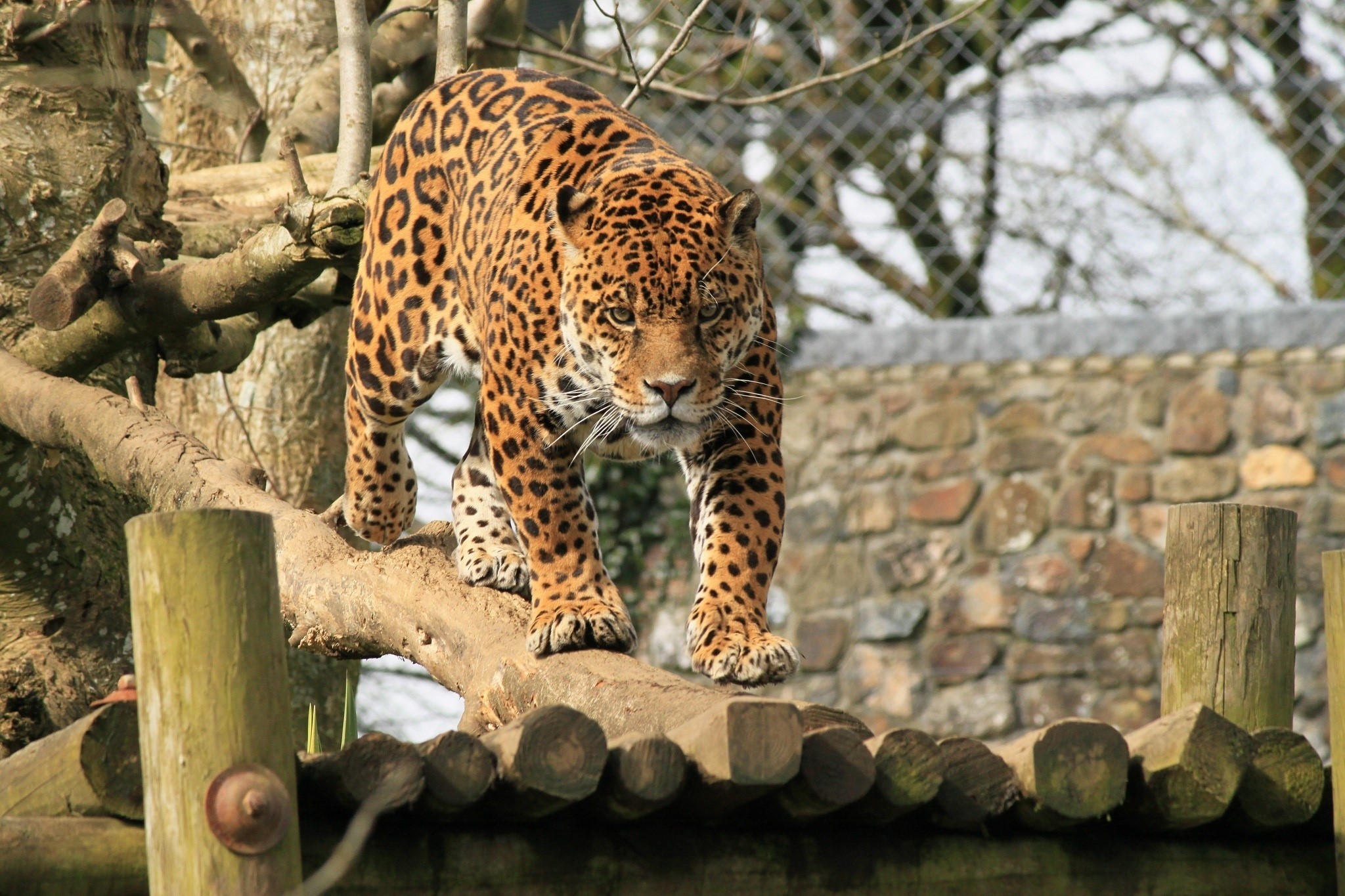 Jaguar walking on a wooden platform HD Wallpaper