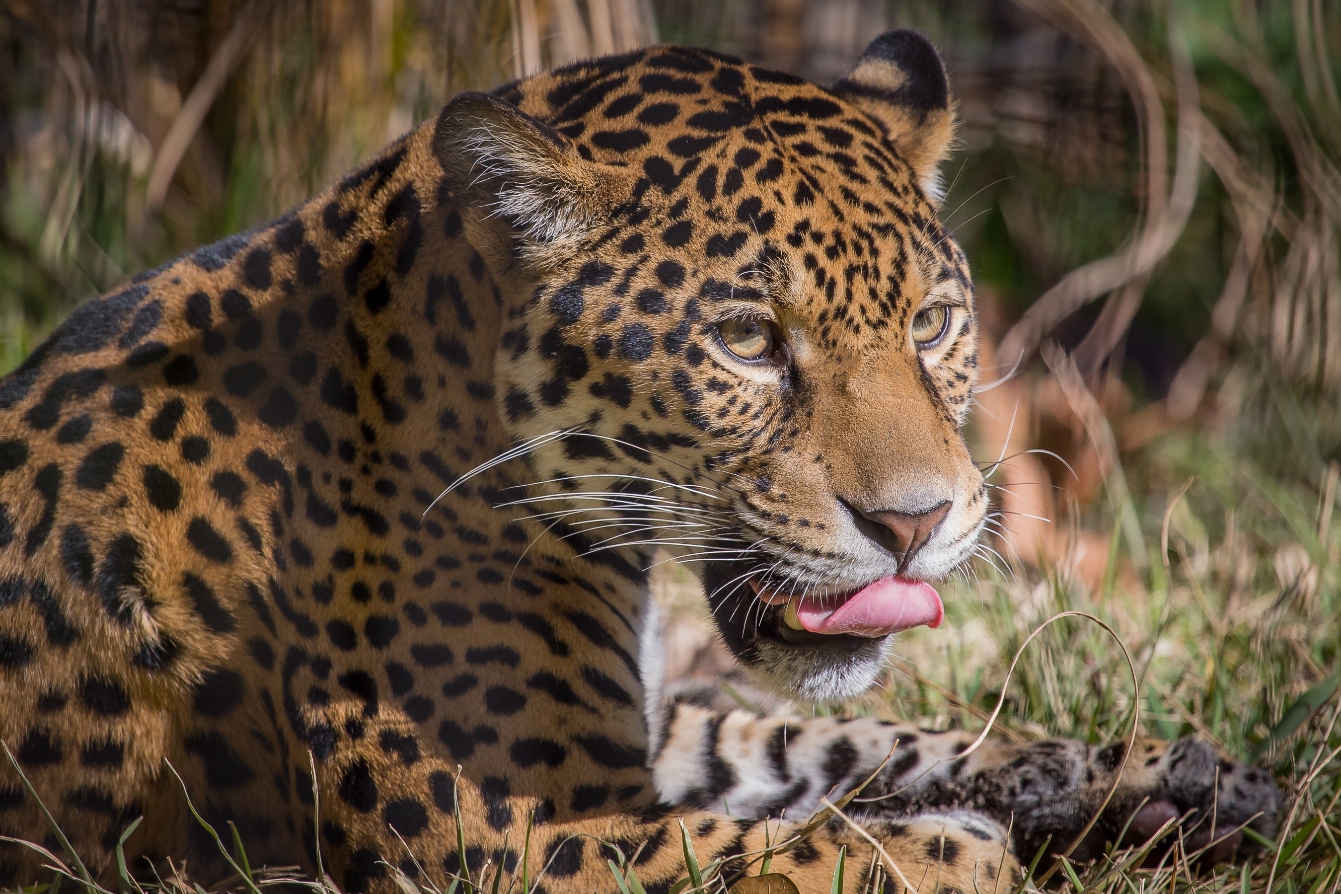 Jaguar licking its nose in tall grass HD Wallpaper