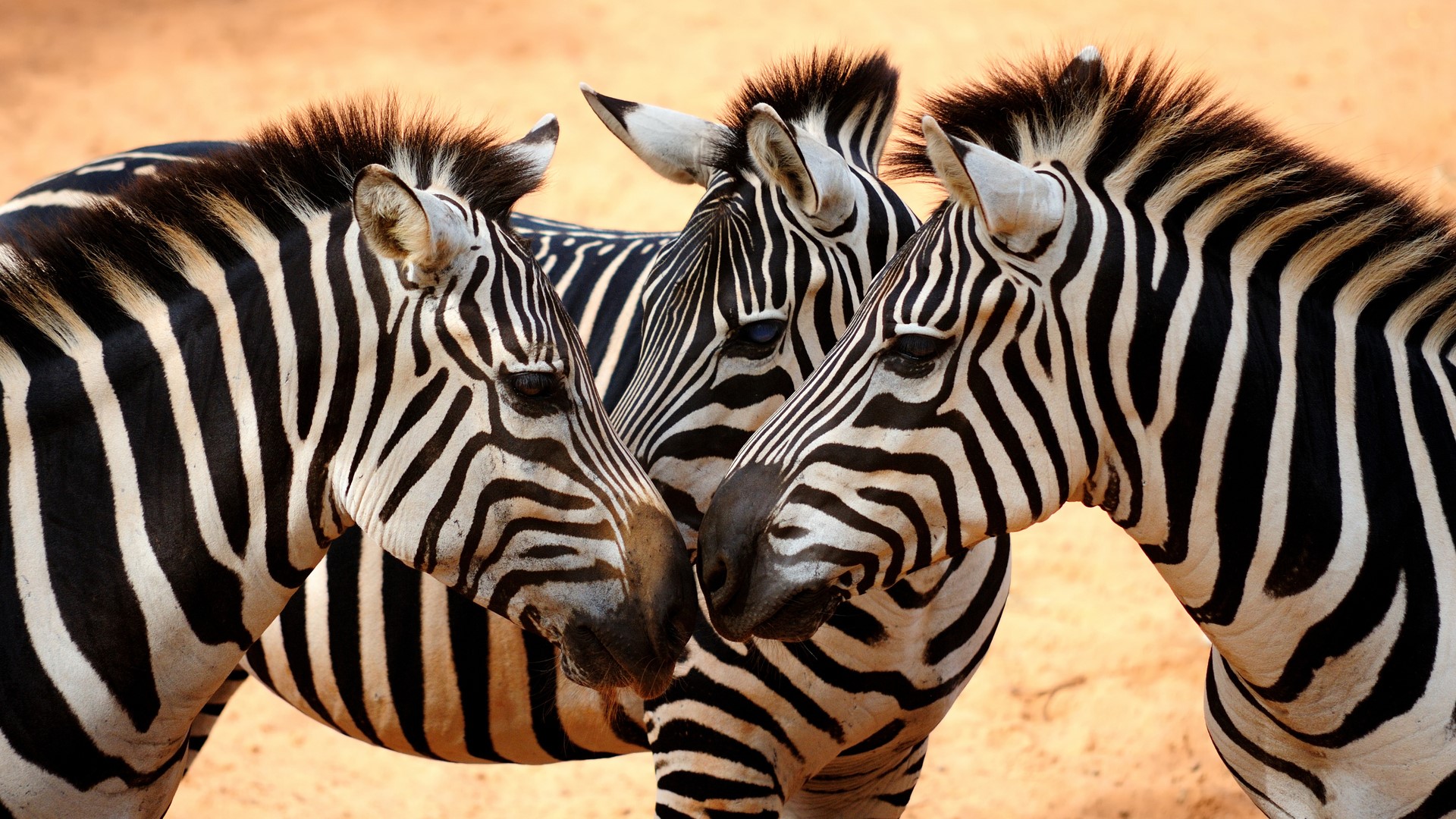 Three zebras with black and white stripes close up HD Wallpaper