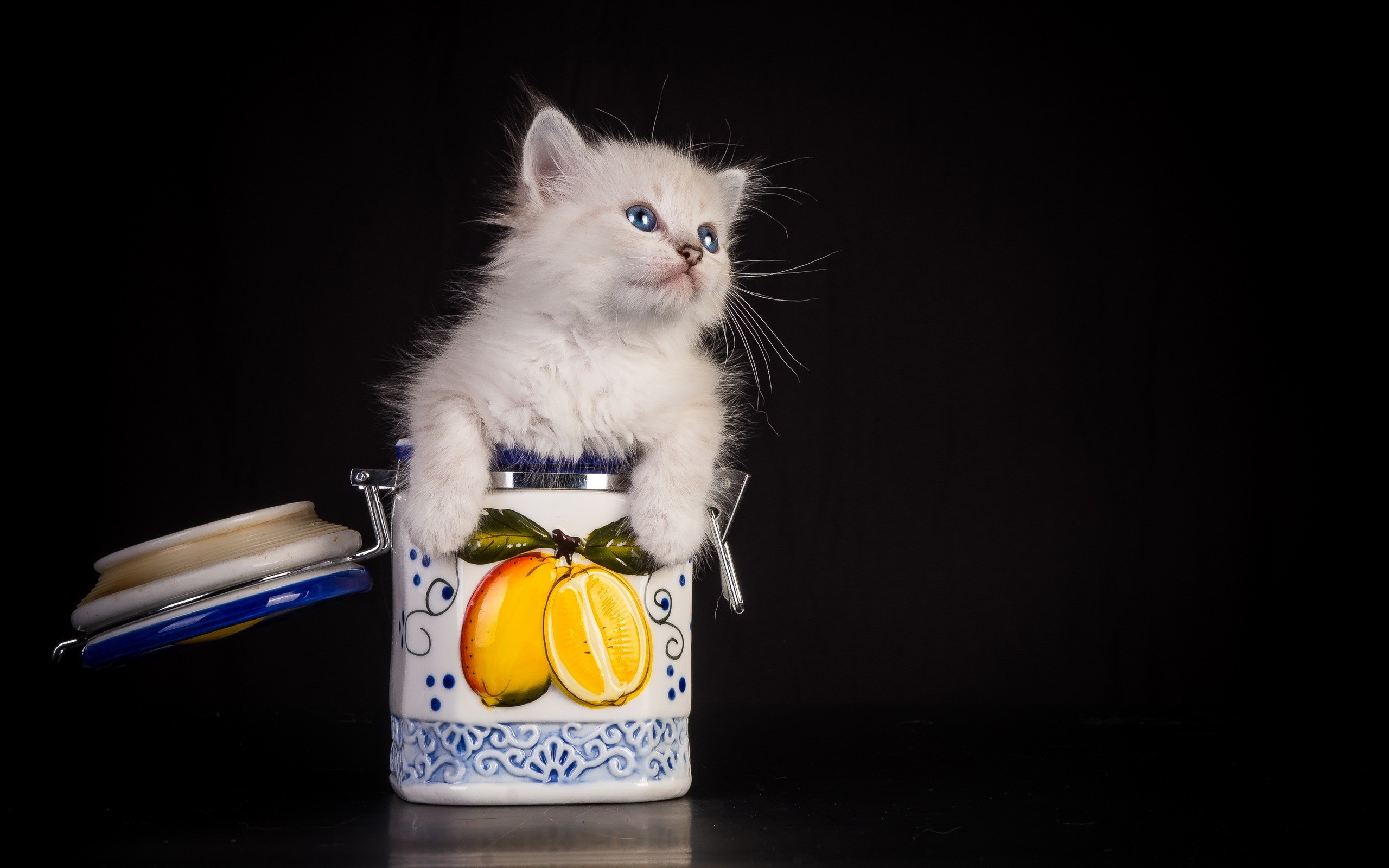 Fluffy white kitten in a lemon-decorated jar HD Wallpaper