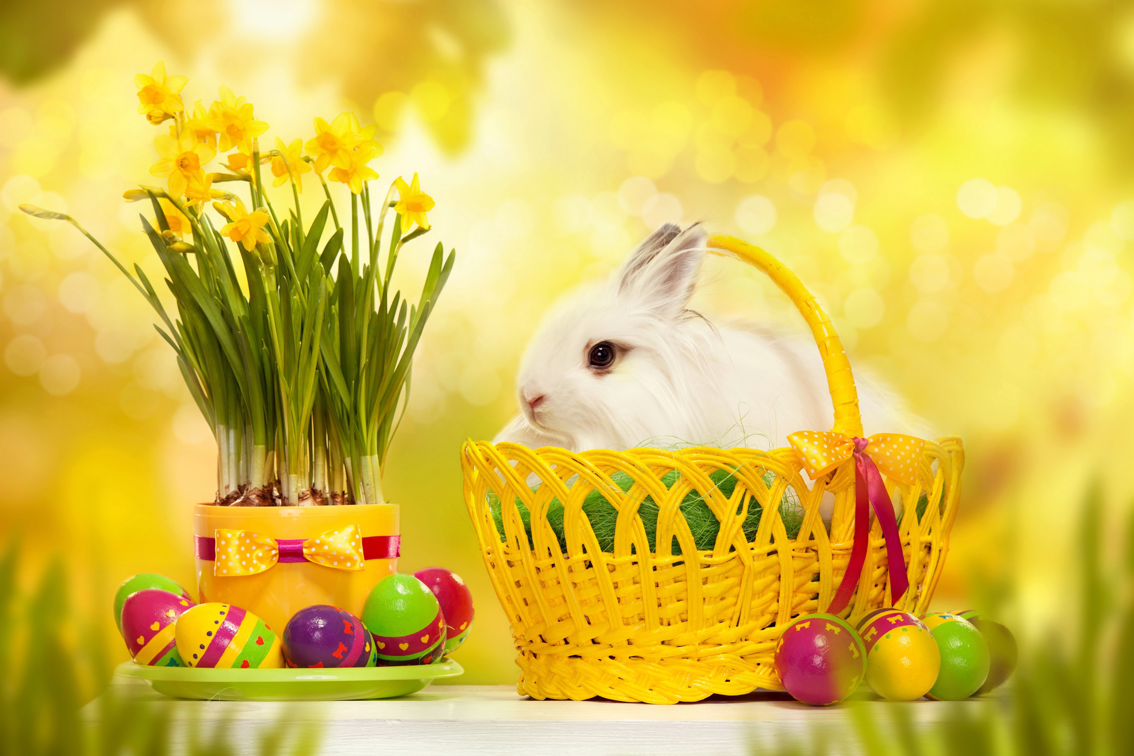 Easter bunny with daffodils and painted eggs HD Wallpaper