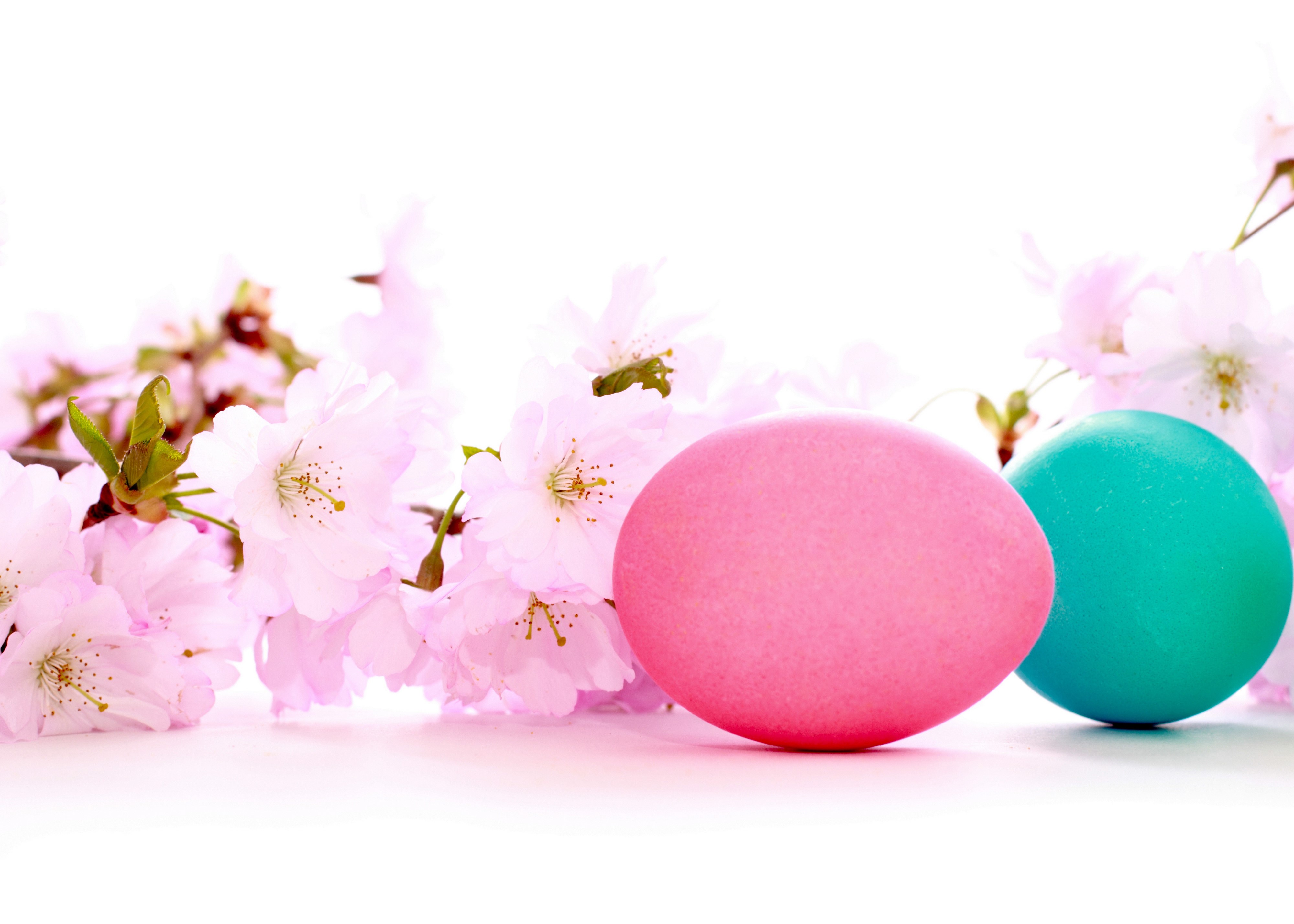Easter Eggs and Cherry Blossoms HD Wallpaper