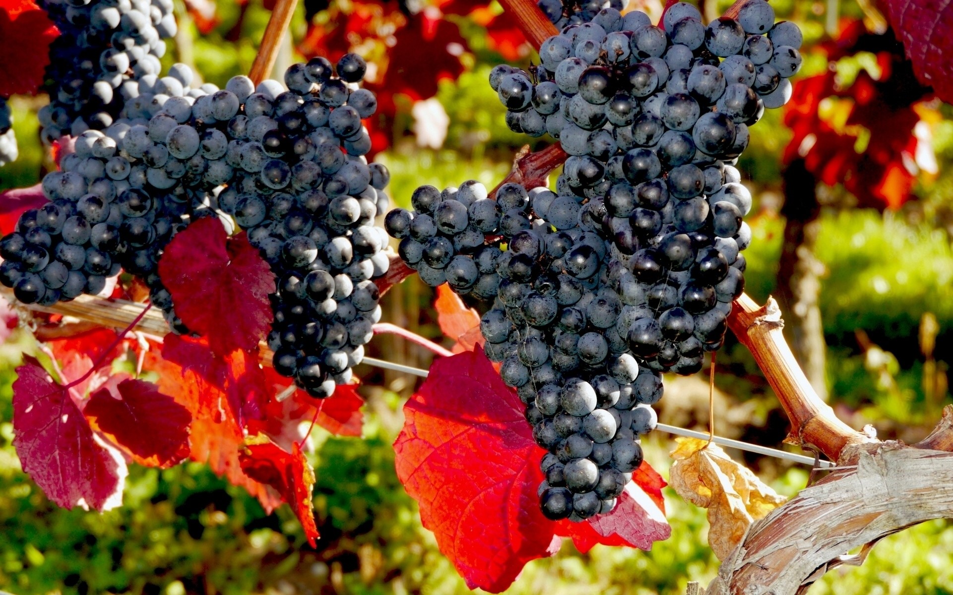 Bunches of ripe black grapes on a vine with red leaves HD Wallpaper