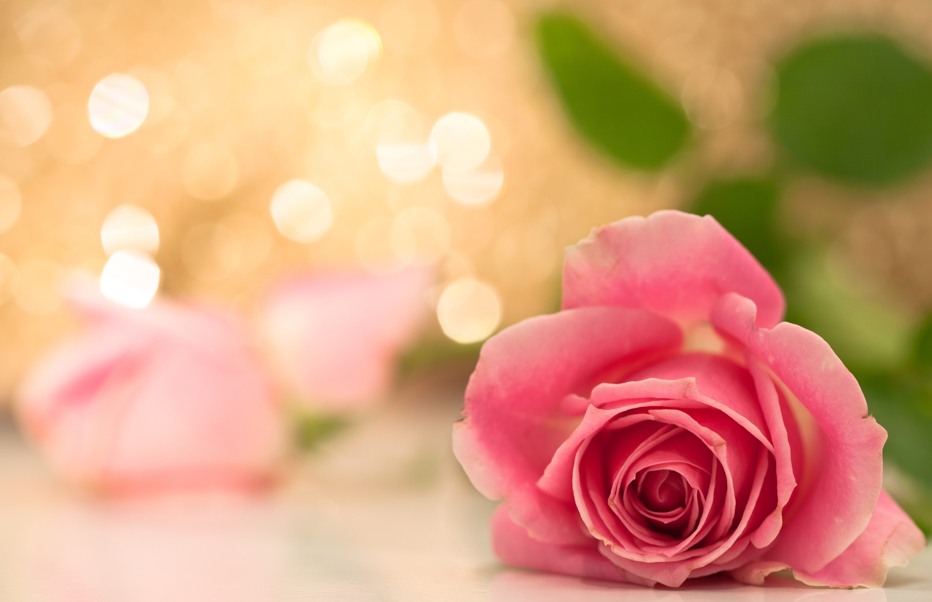 Pink Roses with Bokeh Background HD Wallpaper