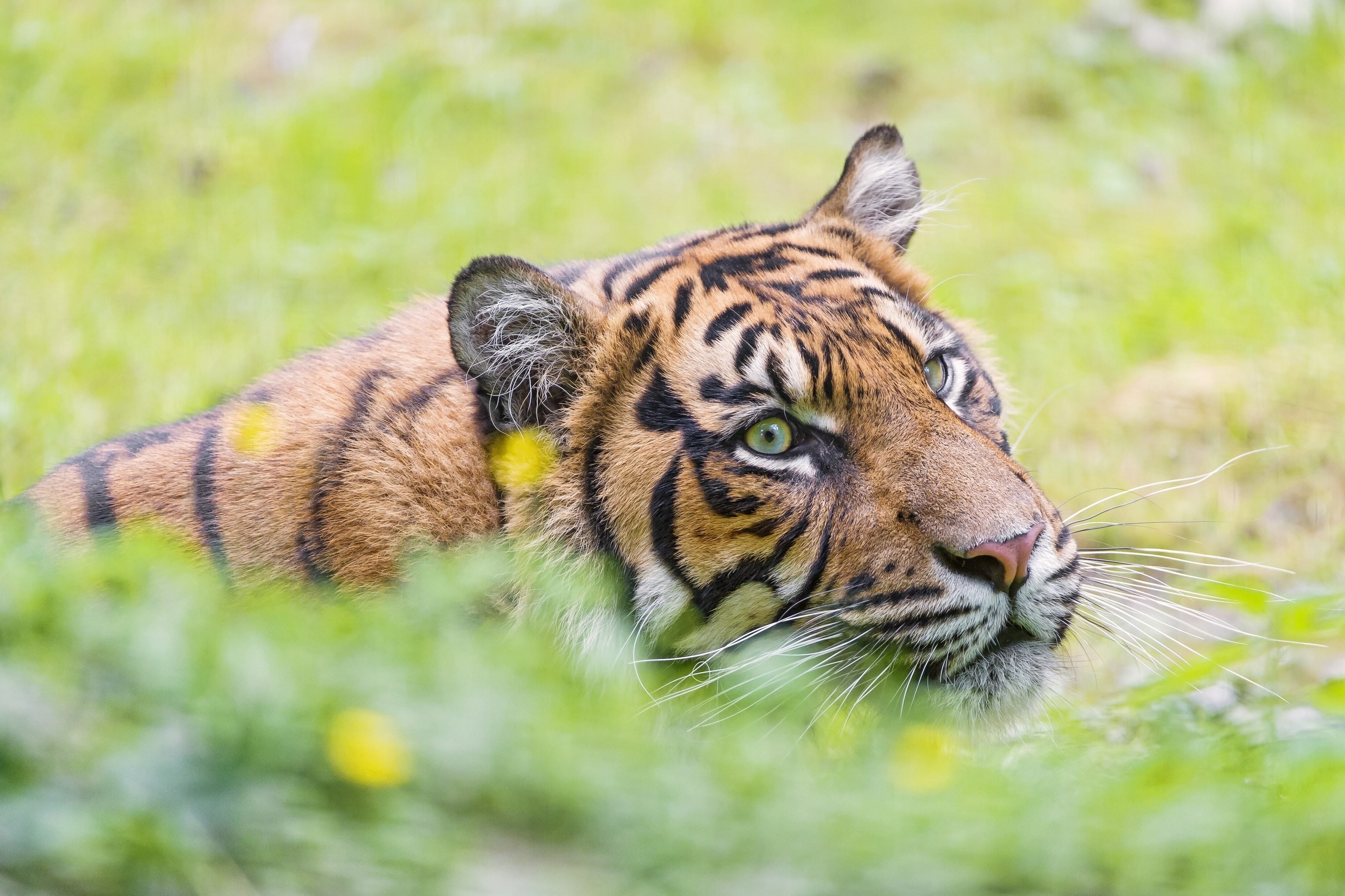 Tiger looking to the right in green grass HD Wallpaper