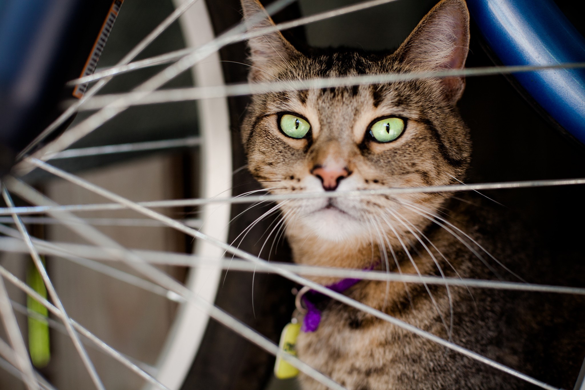 Tabby cat with green eyes behind bicycle spokes HD Wallpaper