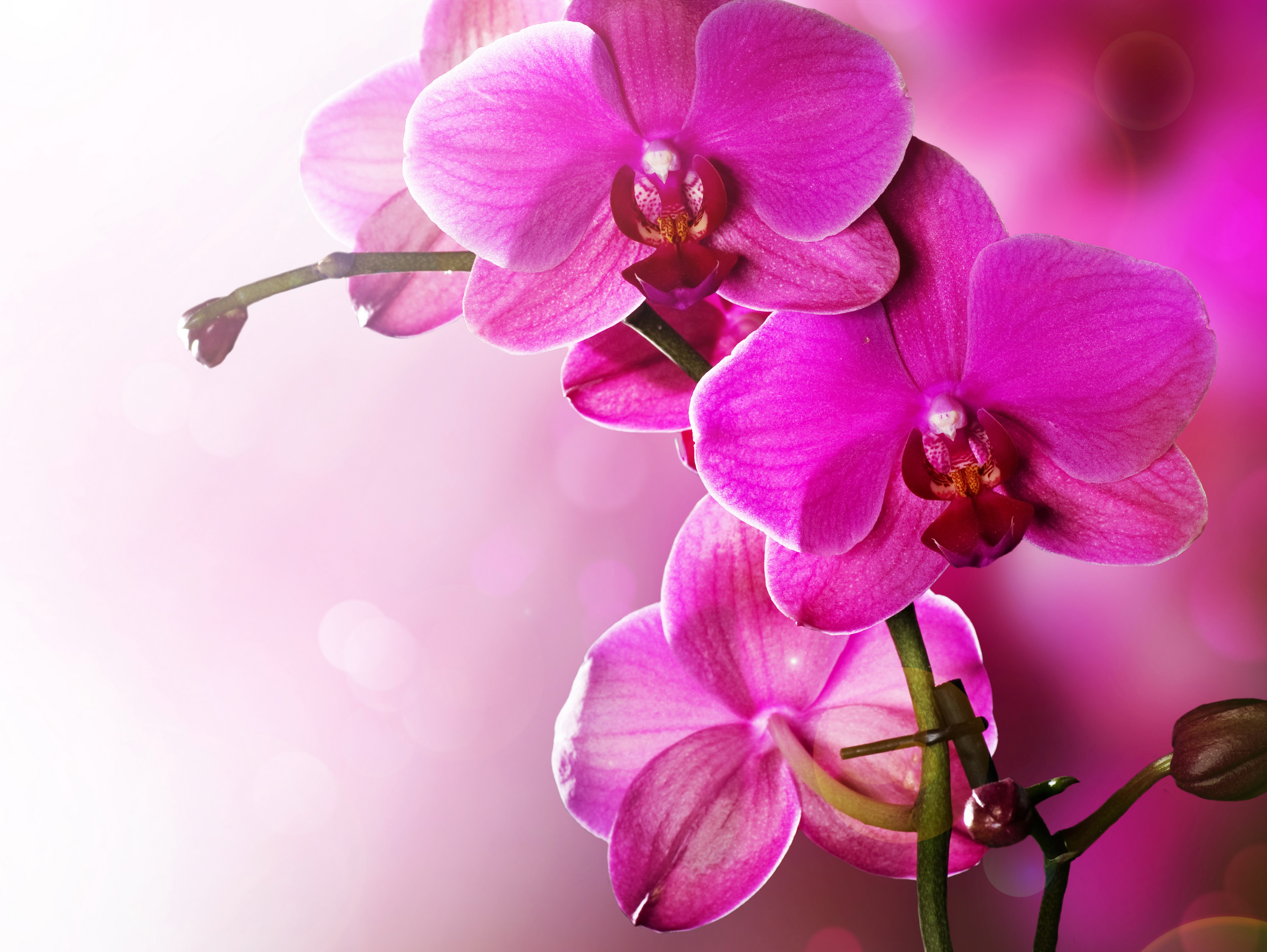 Pink Orchids Closeup 4K HD Wallpaper