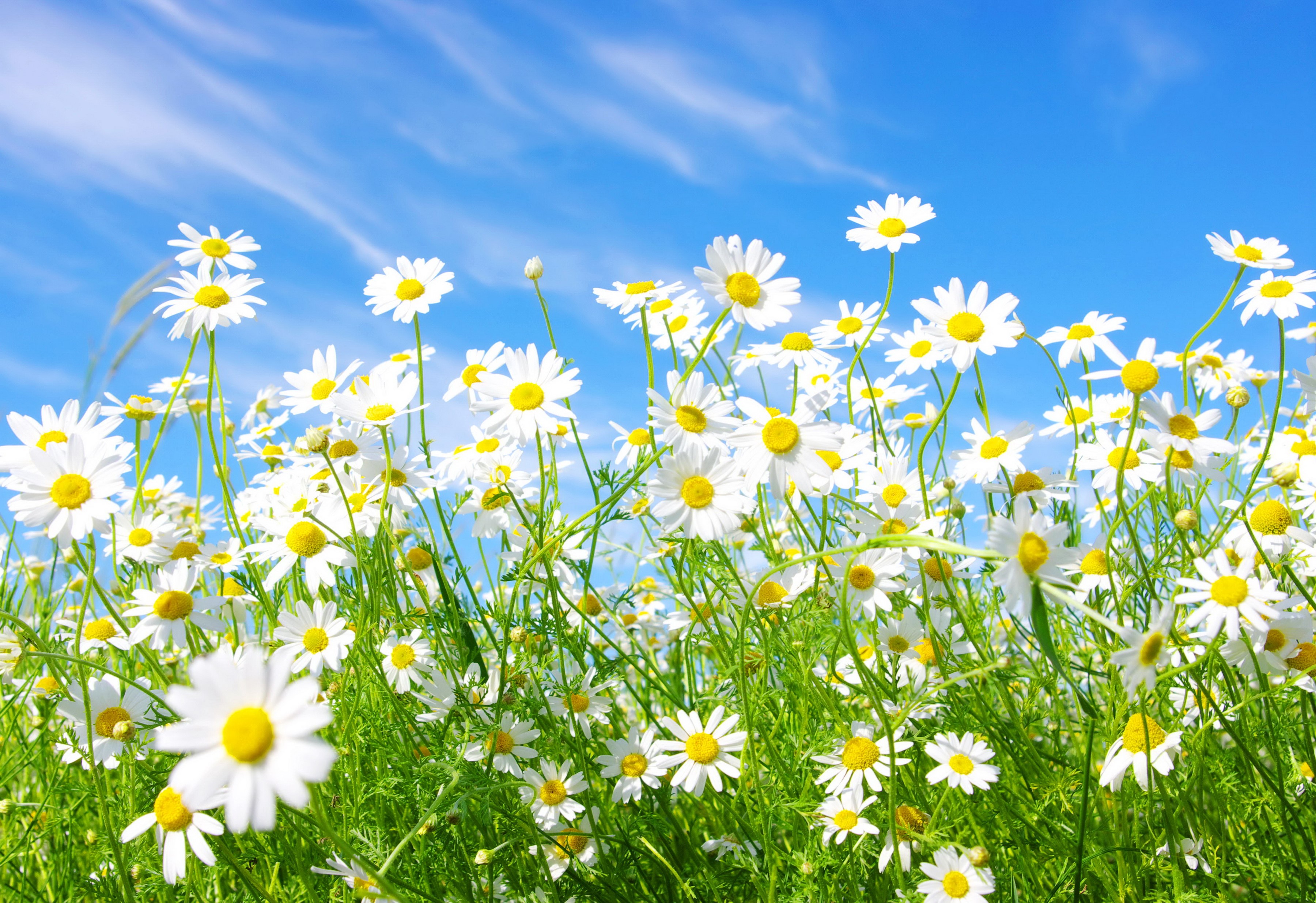 Field of white daisies under a blue sky HD Wallpaper