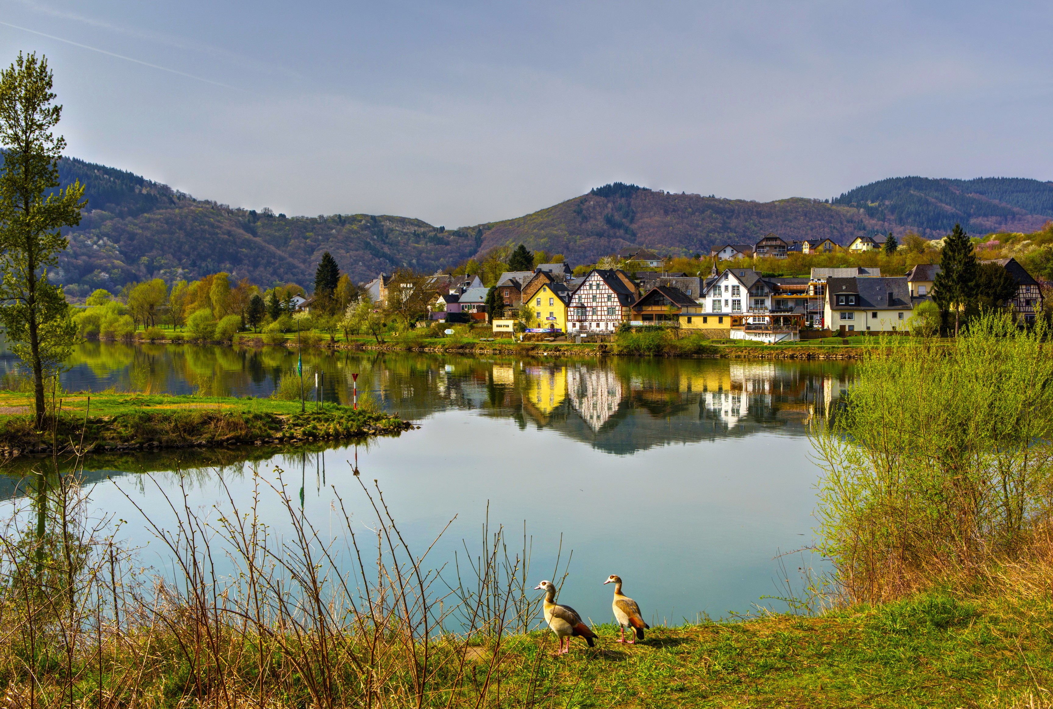 Village on a river in Senheim, Germany with birds HD Wallpaper