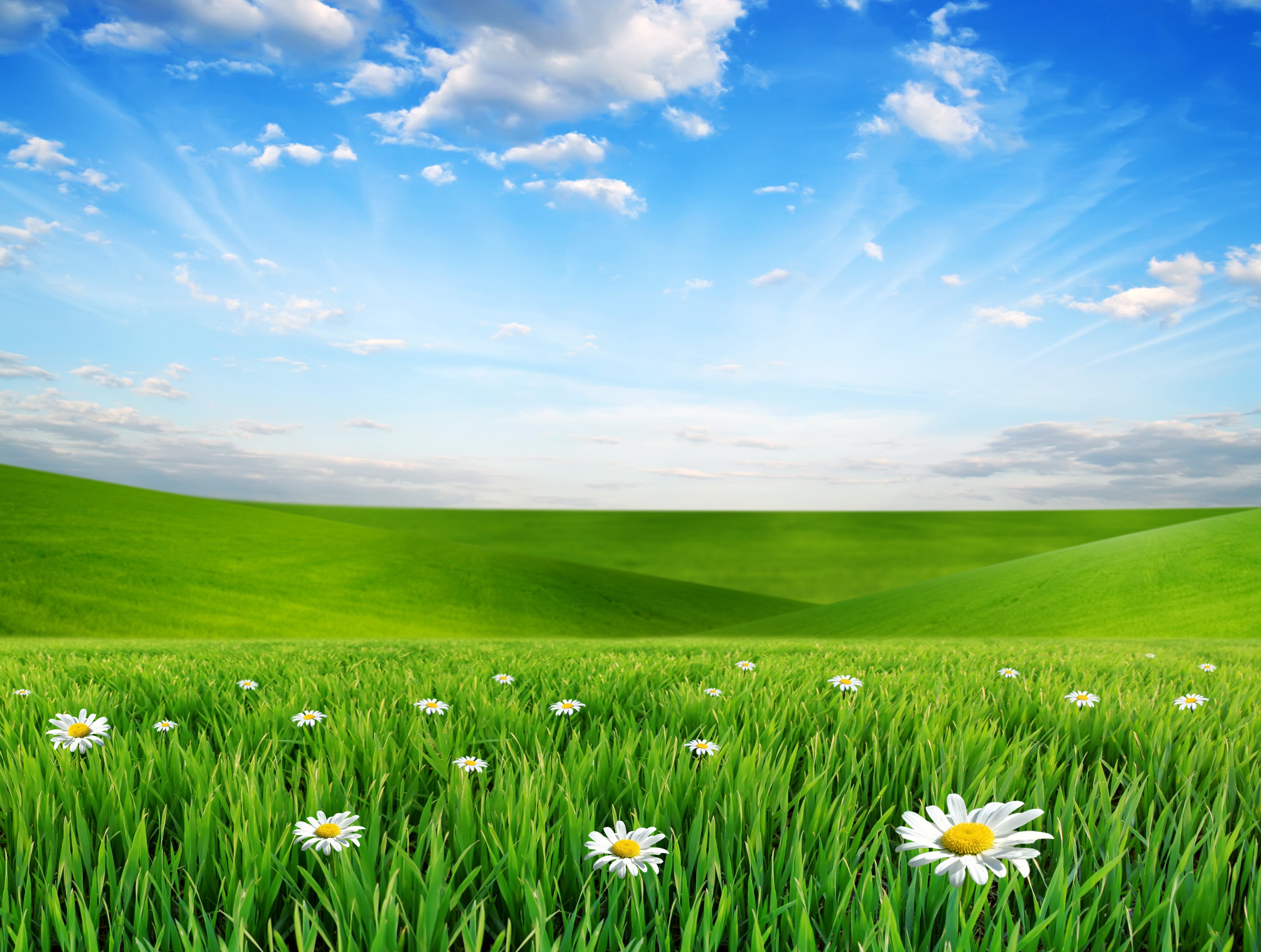 4K Scenic Grasslands with Camomiles and Blue Sky HD Wallpaper