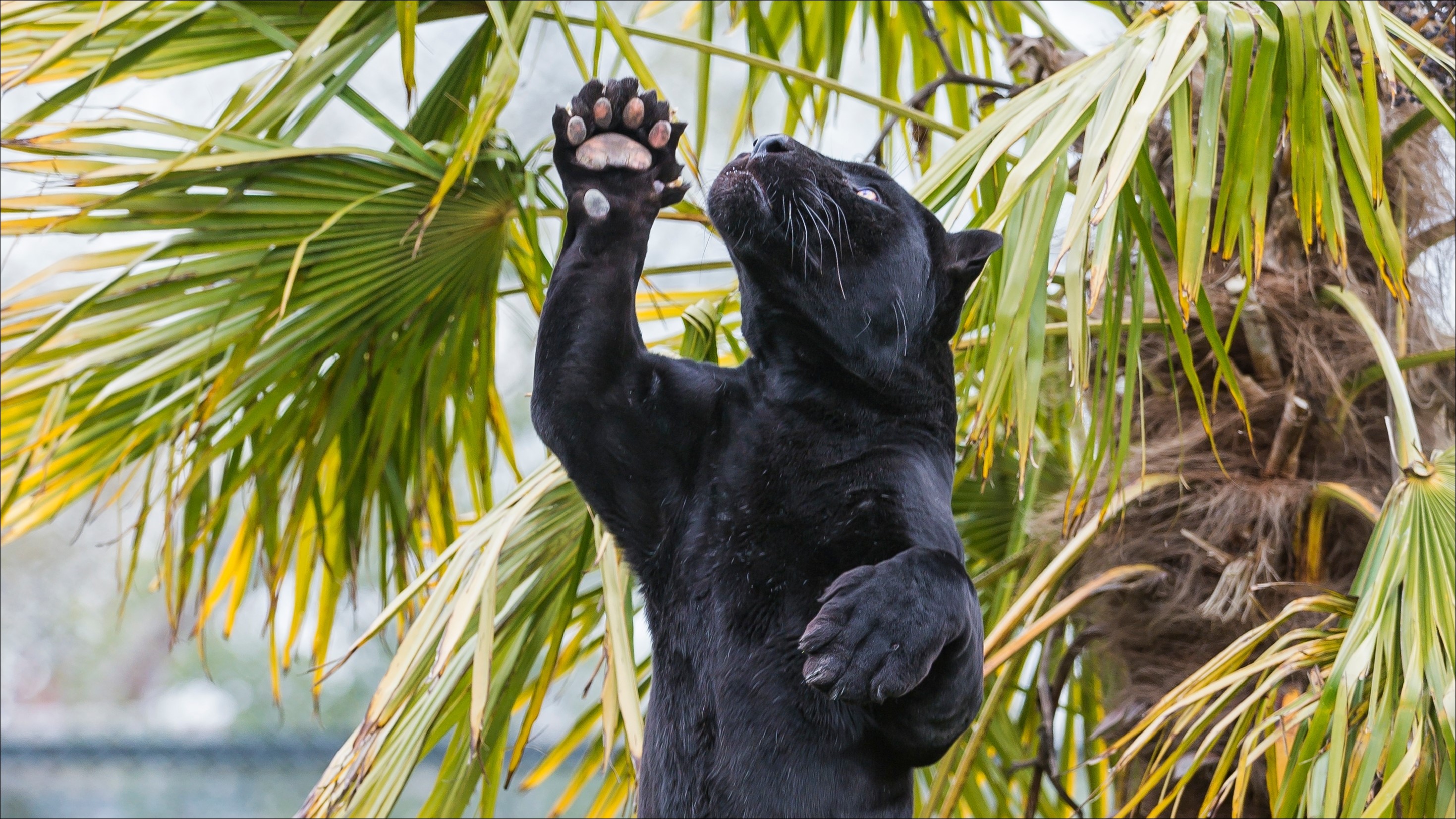 Black panther reaching up in palm trees HD Wallpaper
