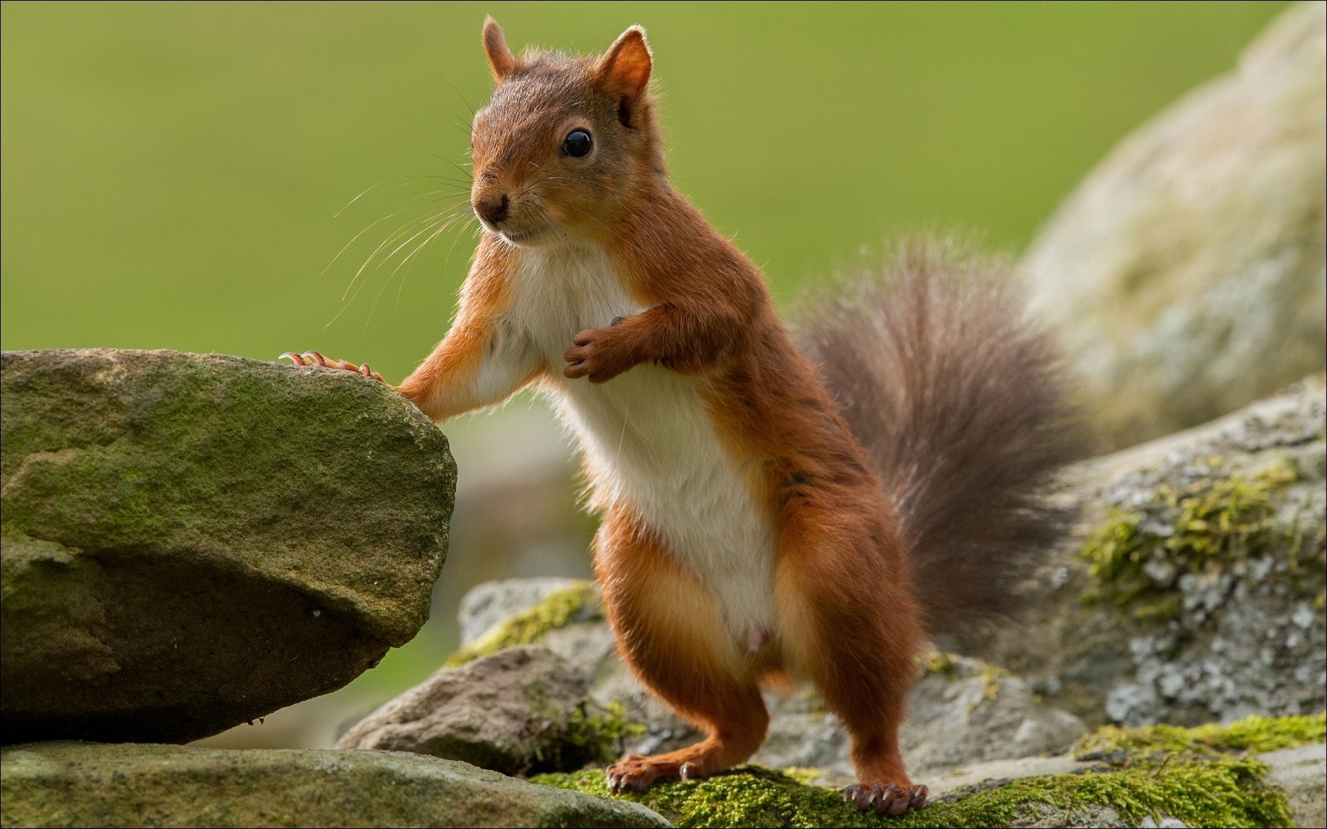 Red squirrel on mossy stones HD Wallpaper