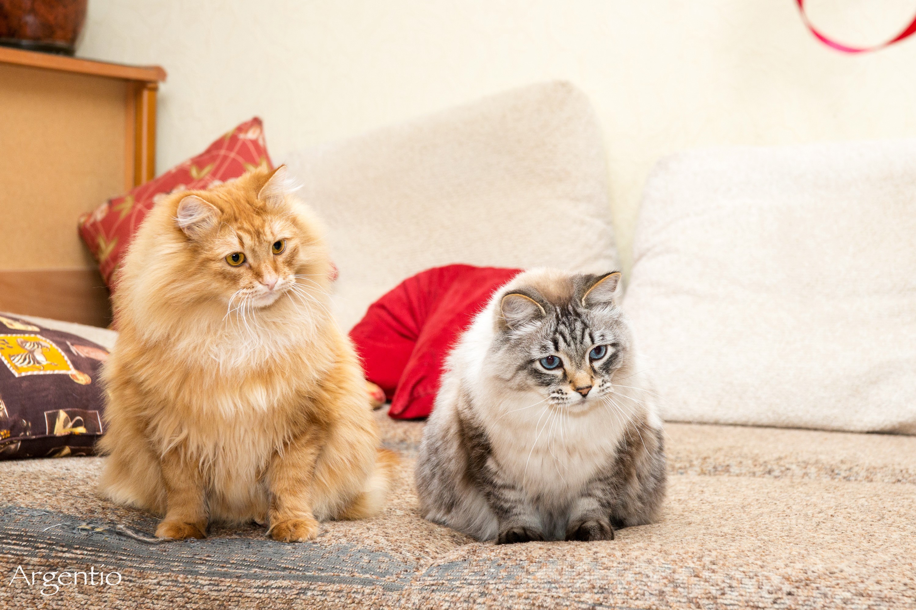 Two fluffy cats sitting on a couch HD Wallpaper