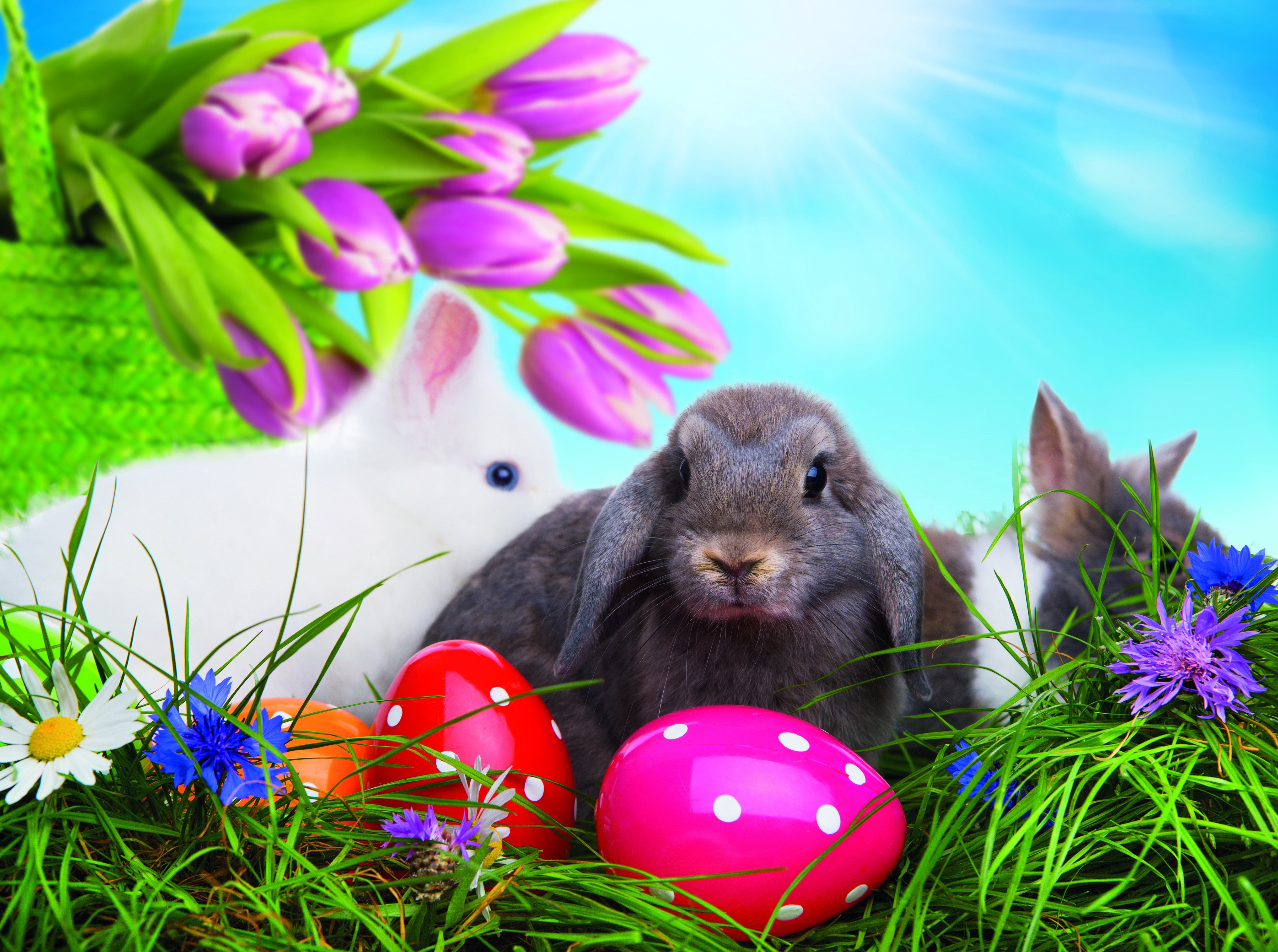 Easter Rabbits with Tulips and Eggs HD Wallpaper