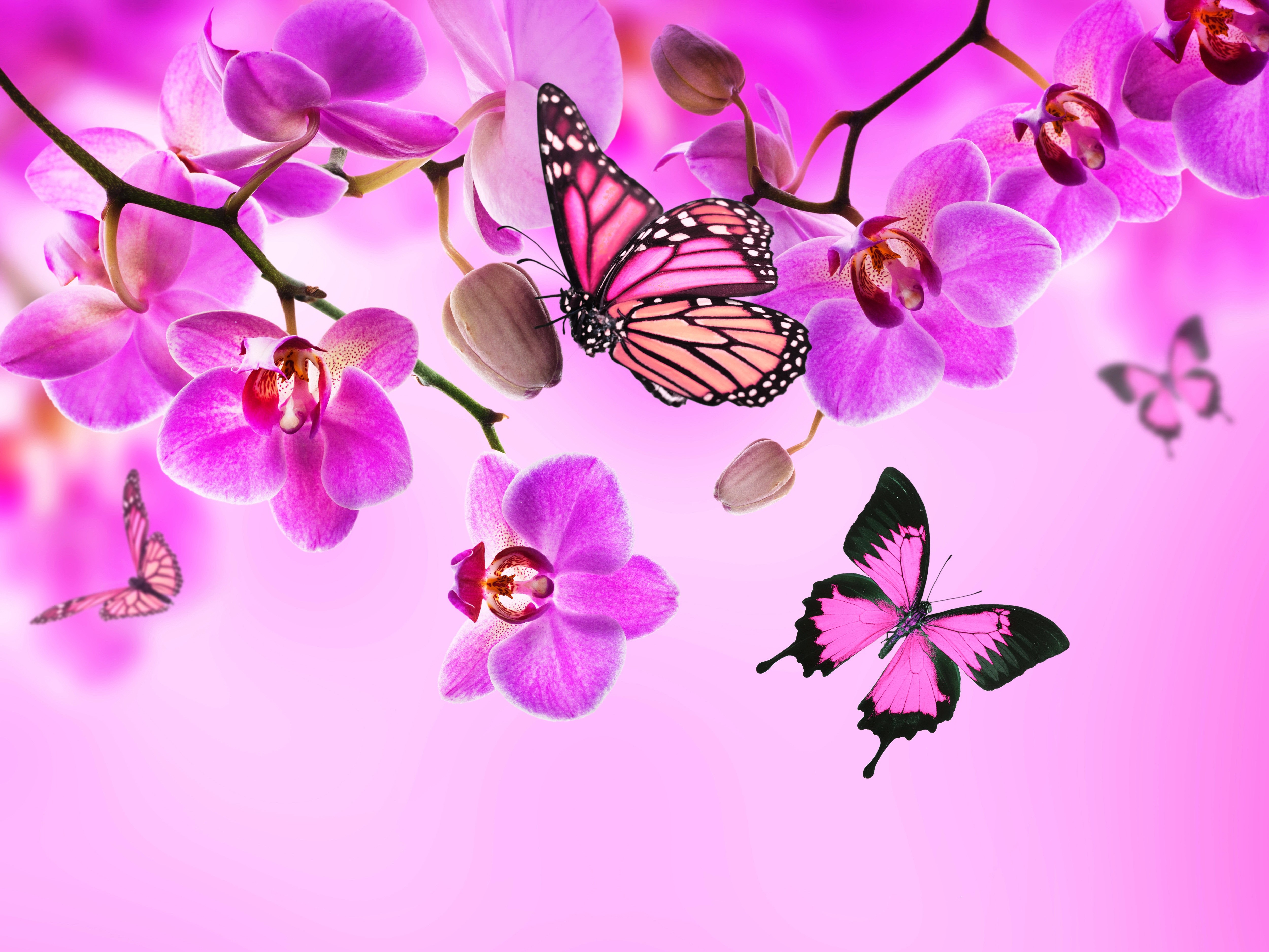 Pink Orchids and Butterflies HD Wallpaper