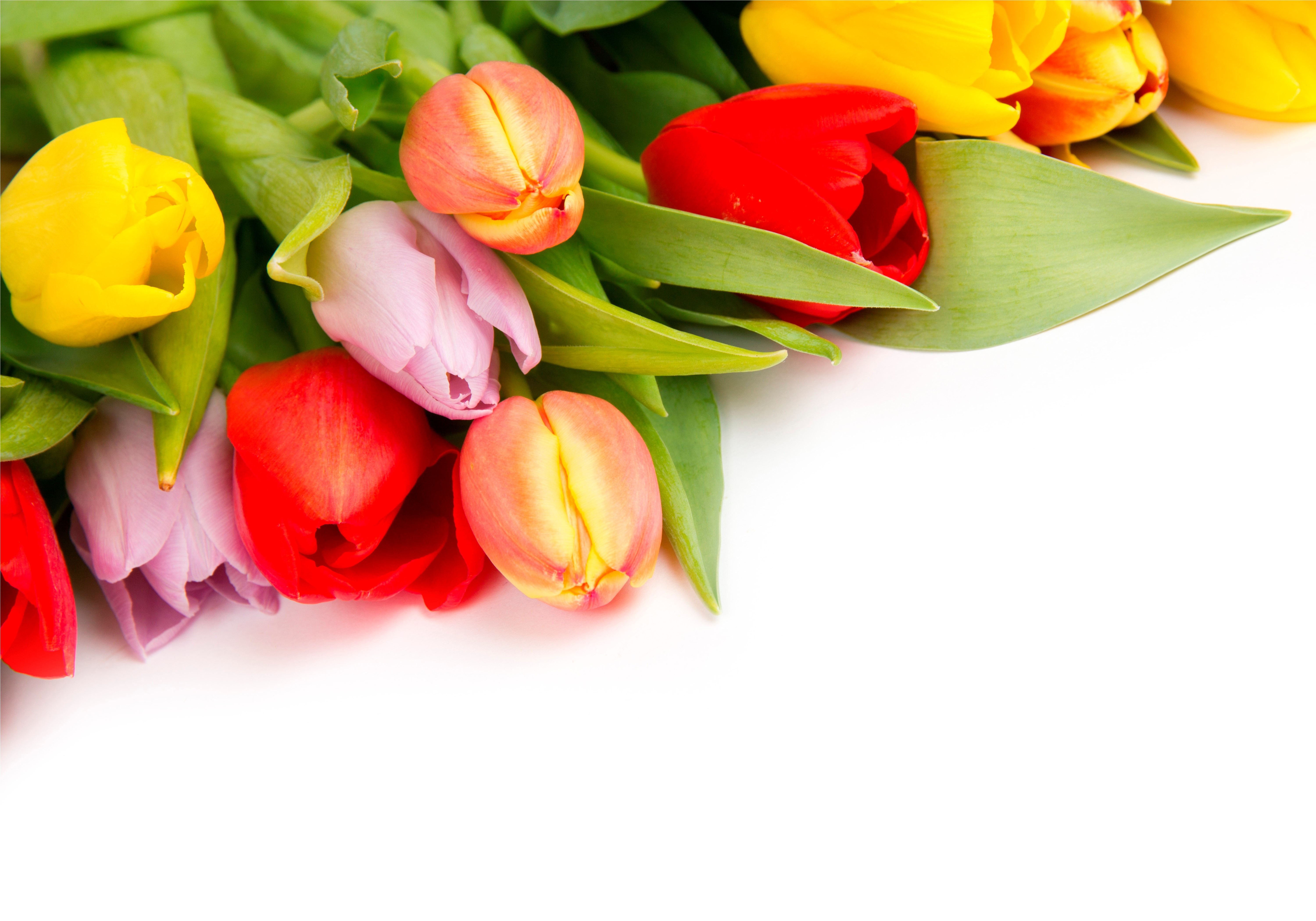 Colorful Tulips HD Wallpaper