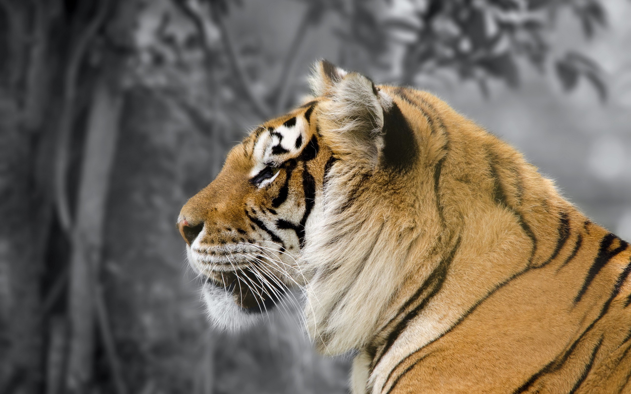 Tiger in a forest HD Wallpaper