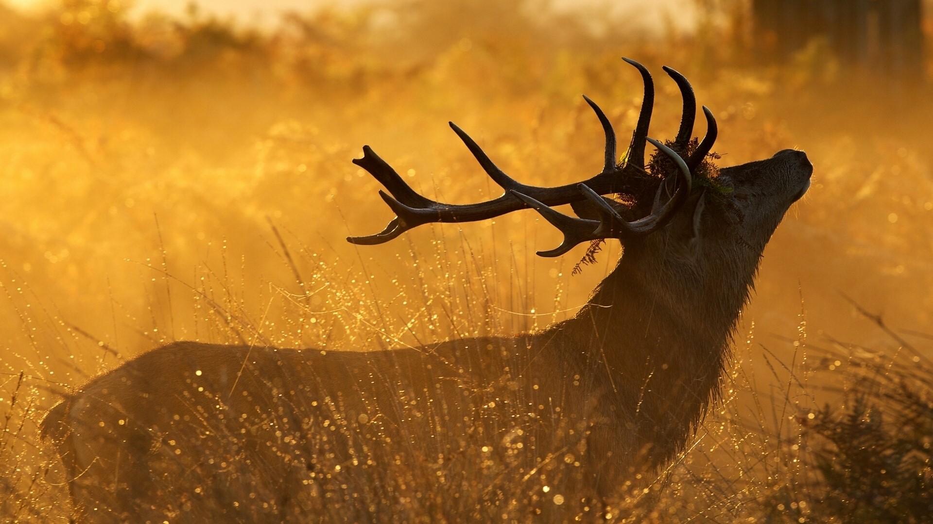 Deer with large antlers in golden light HD Wallpaper