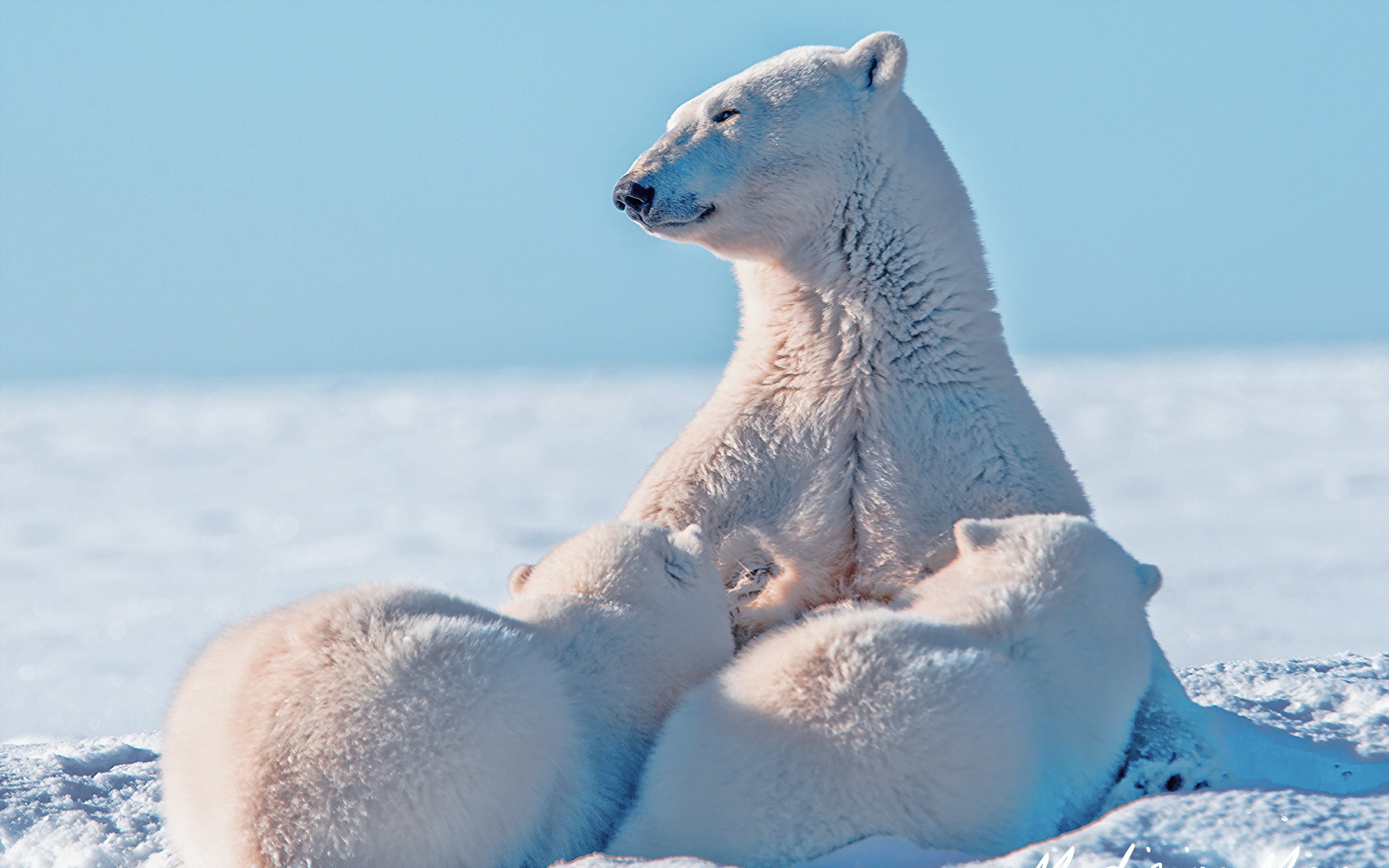 Polar bear mother with two cubs in snow HD Wallpaper