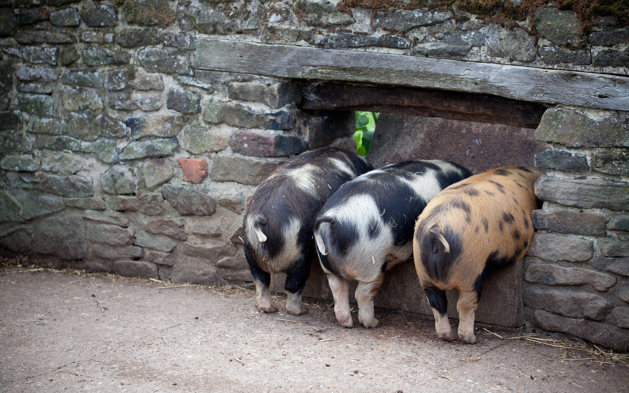 Three pigs at a stone wall opening HD Wallpaper