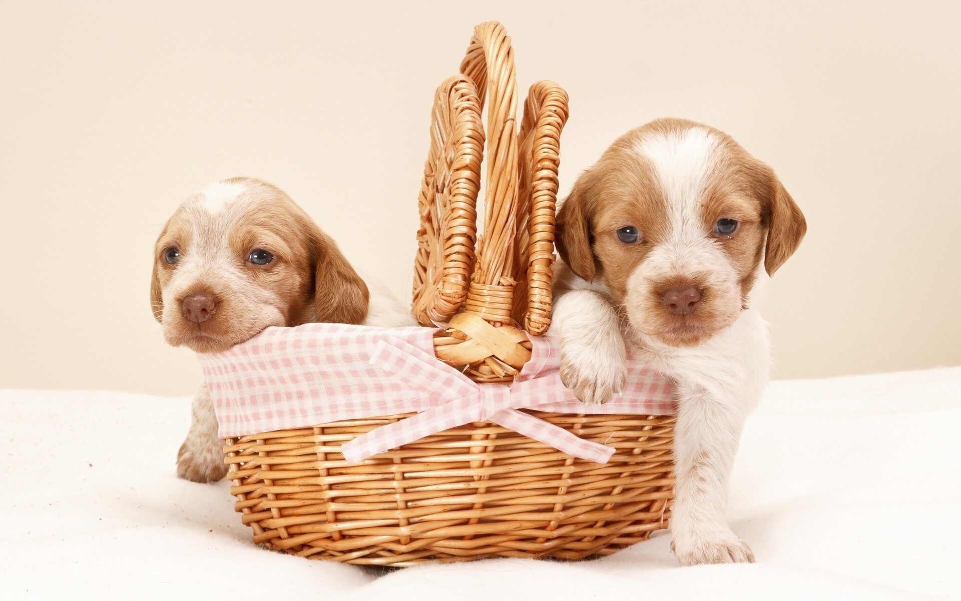 Two puppies in a wicker basket HD Wallpaper