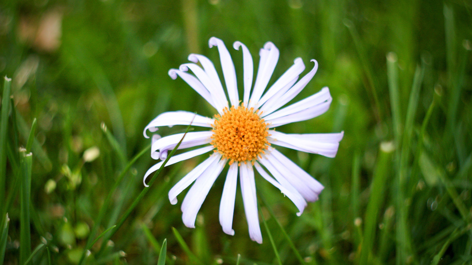 White daisy with orange center on green grass HD Wallpaper