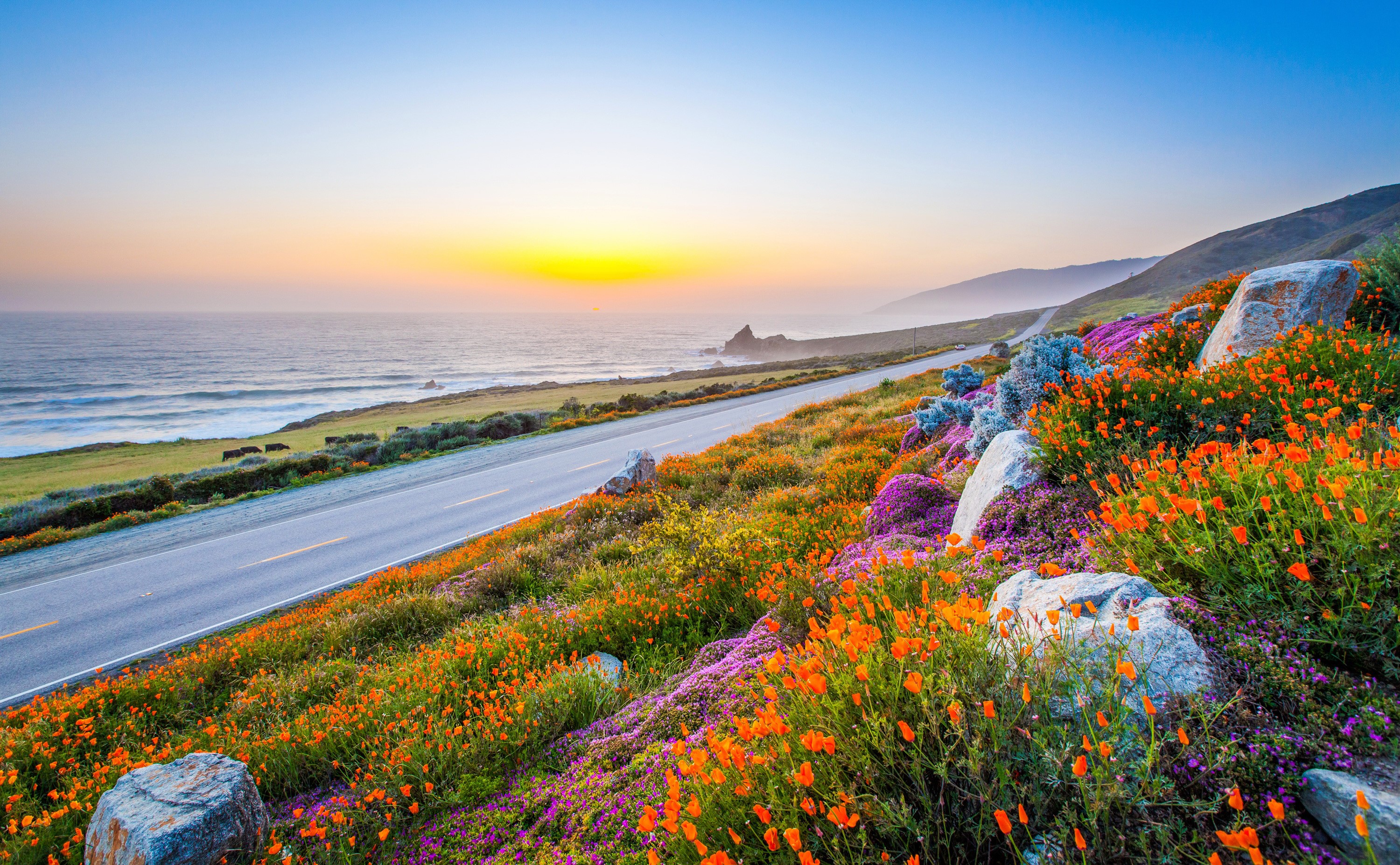 Coastal Highway with Wildflowers at Sunset HD Wallpaper