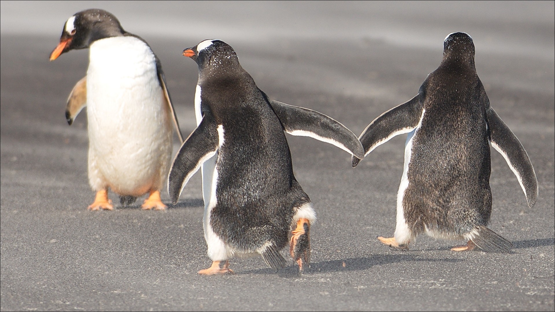 Three penguins walking on a sandy beach HD Wallpaper