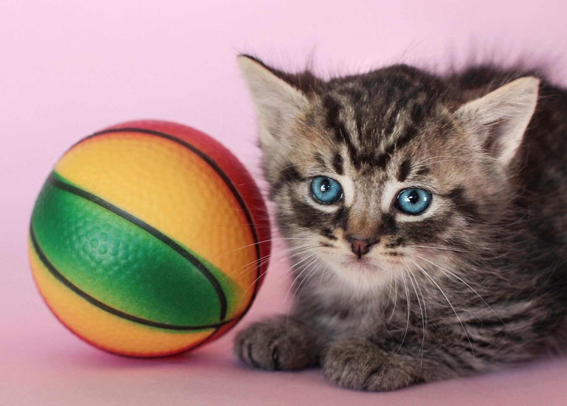 Kitten with a colorful ball HD Wallpaper