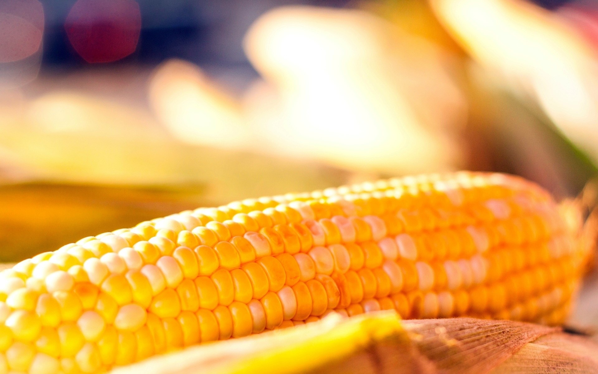 Close-up of a fresh ear of corn HD Wallpaper