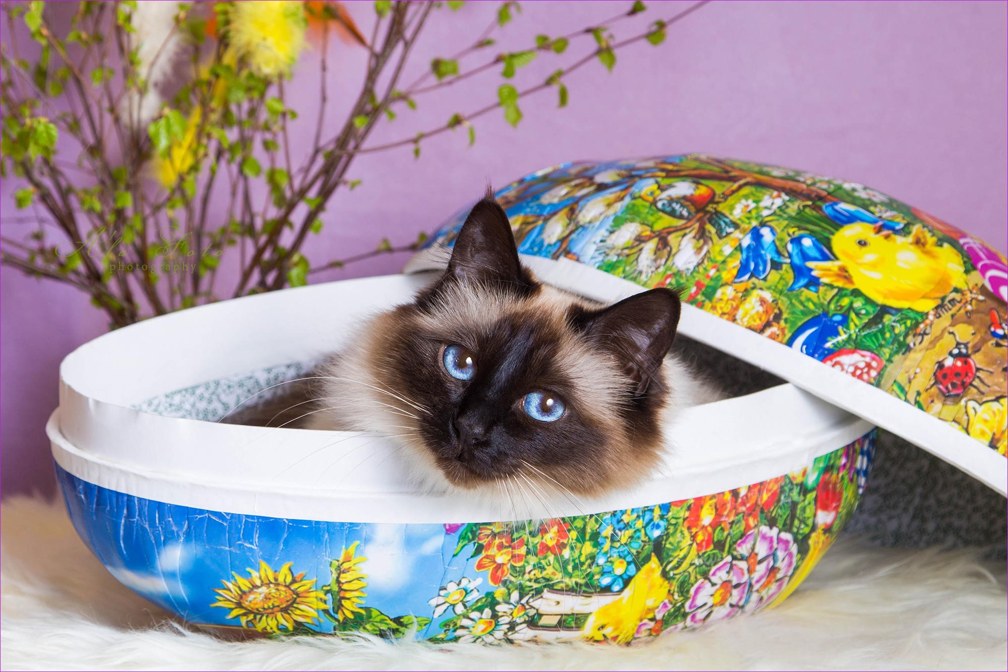 Siamese cat in a decorated Easter egg HD Wallpaper