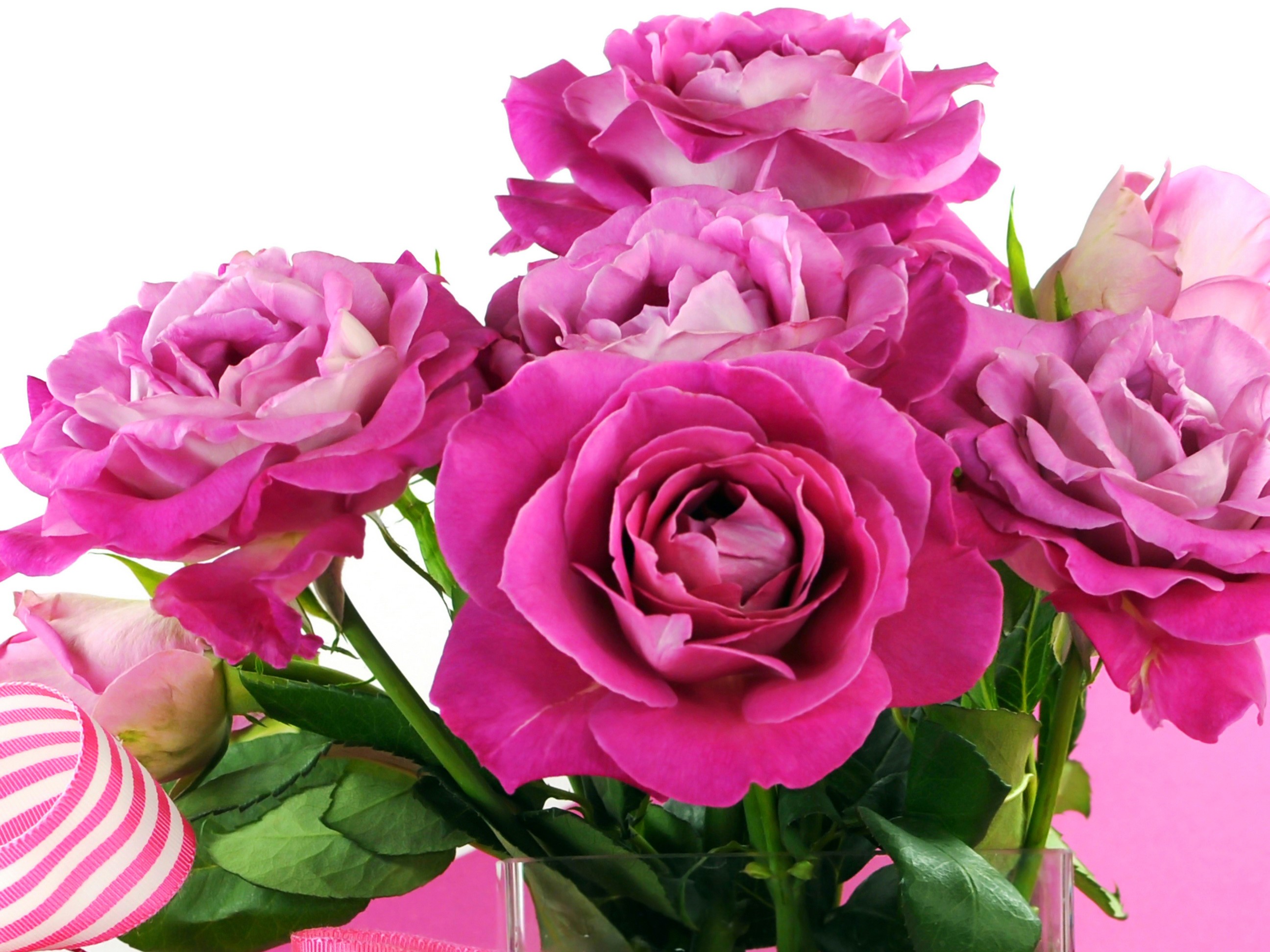 Bouquet of Pink Roses with Ribbon HD Wallpaper