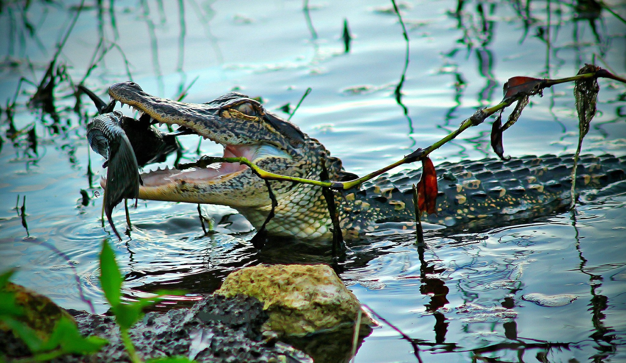 Alligator eating a fish in the water HD Wallpaper