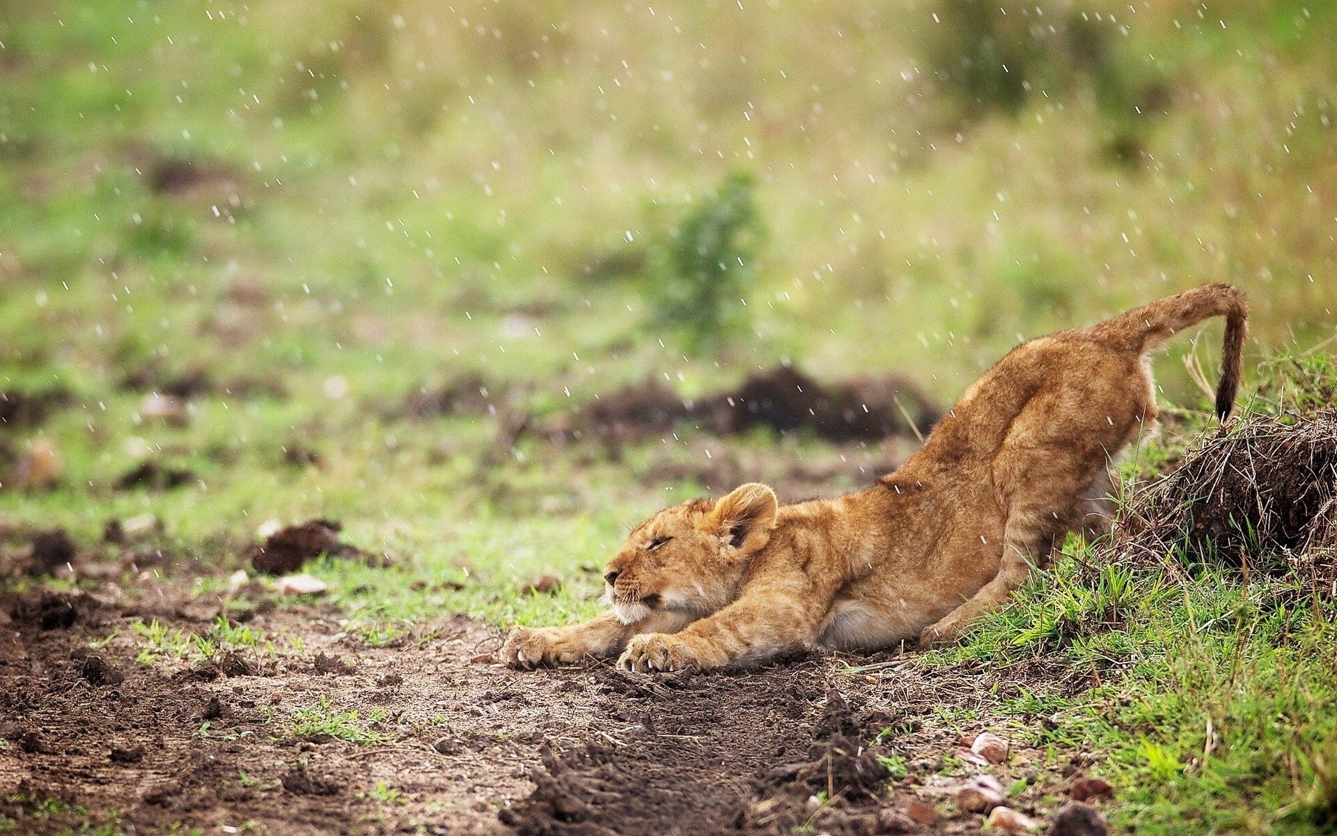 Lion cub stretching in the rain HD Wallpaper
