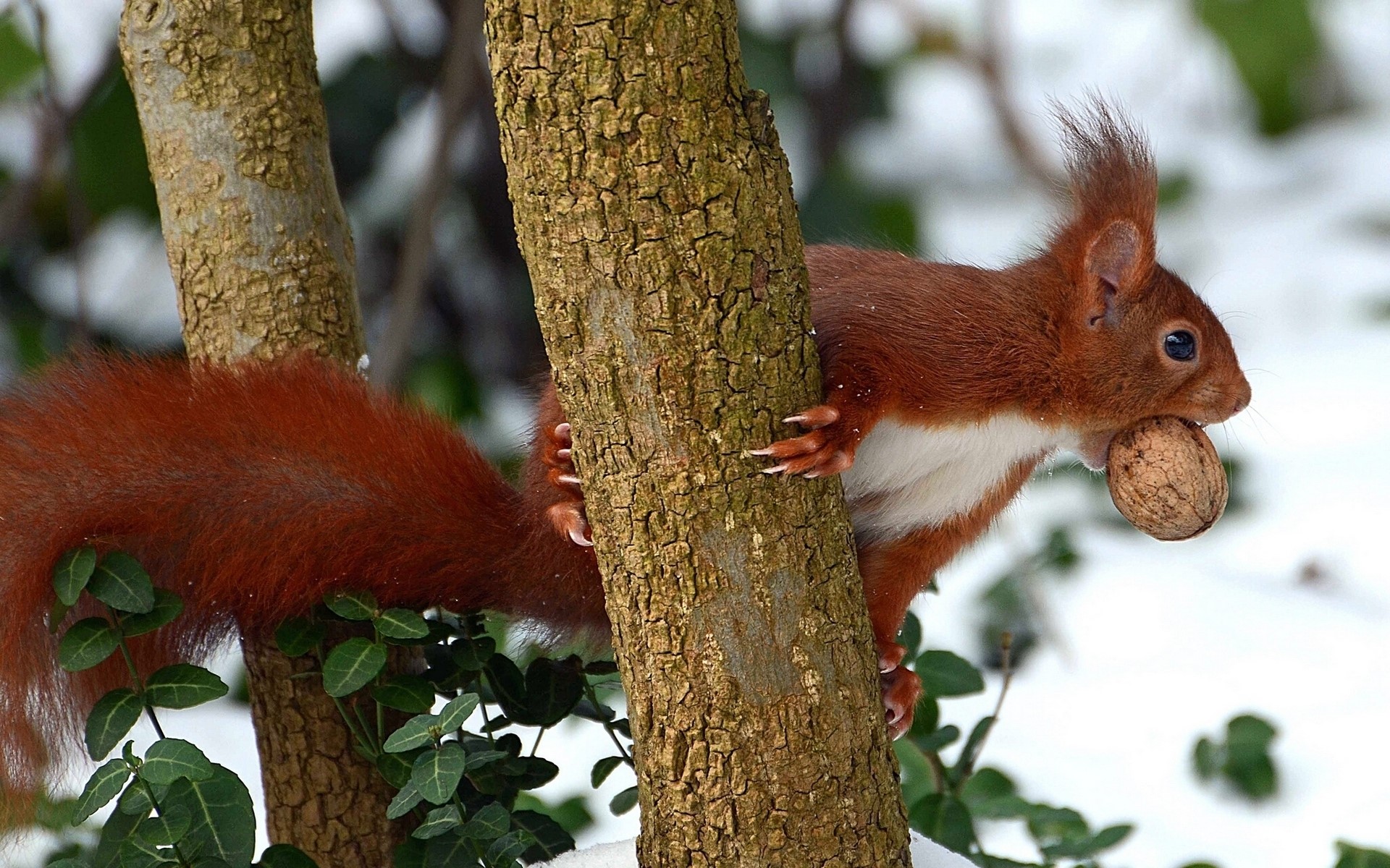 Red Squirrel Climbing Tree with Nut HD Wallpaper