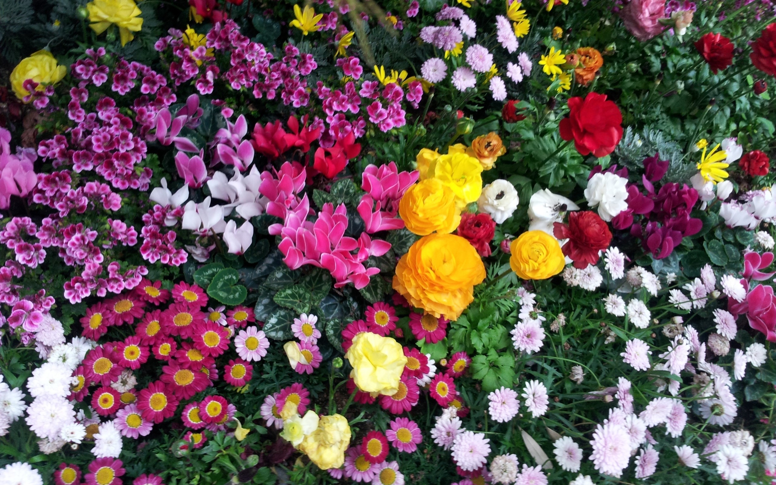 A vibrant display of various blooming flowers HD Wallpaper