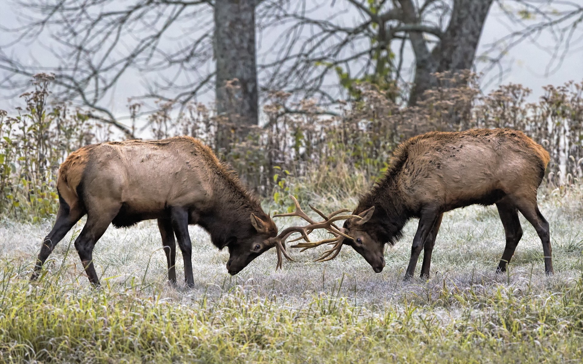 Two elk butting heads in a frosty field HD Wallpaper