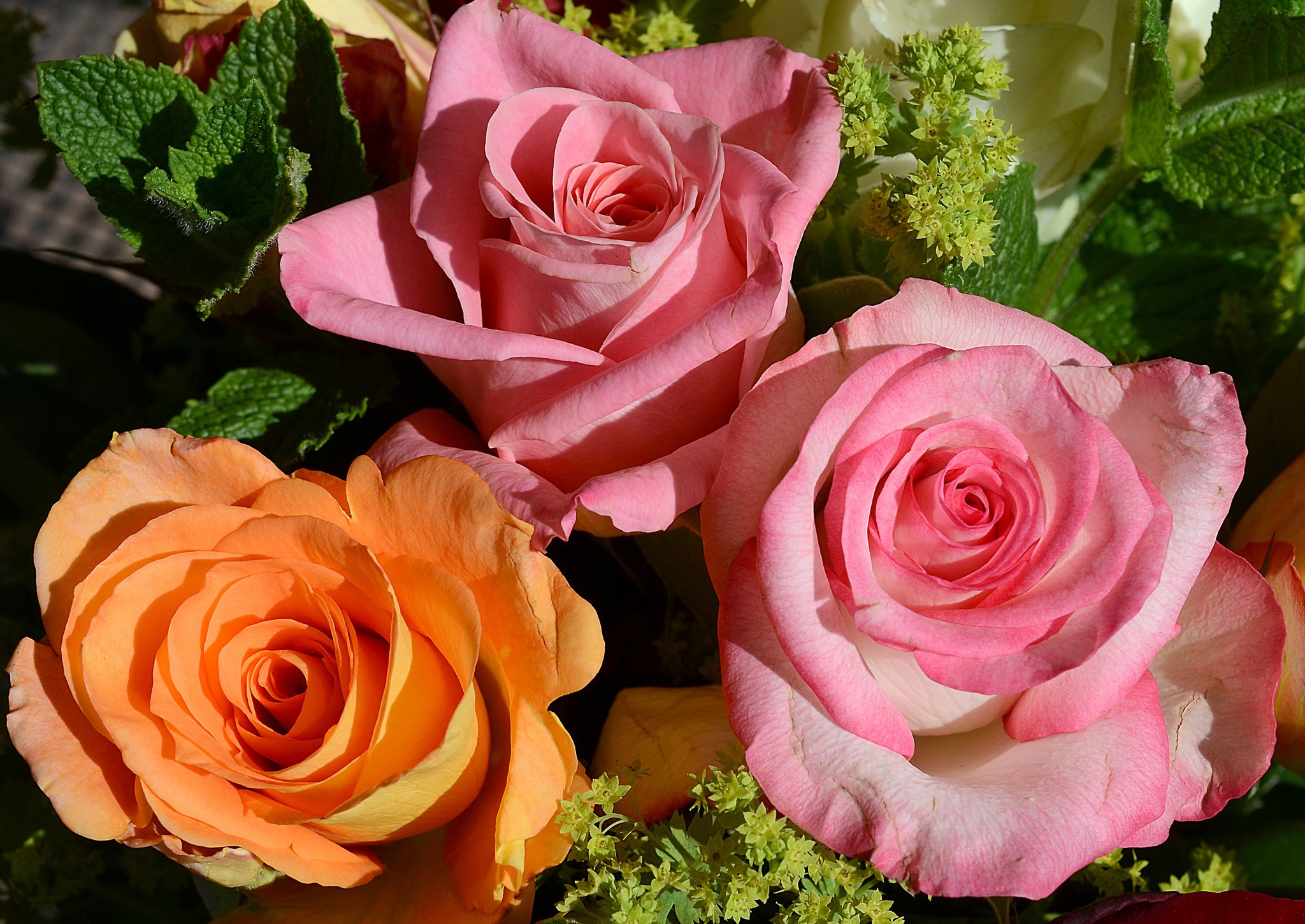 Three roses, one orange and two pink HD Wallpaper