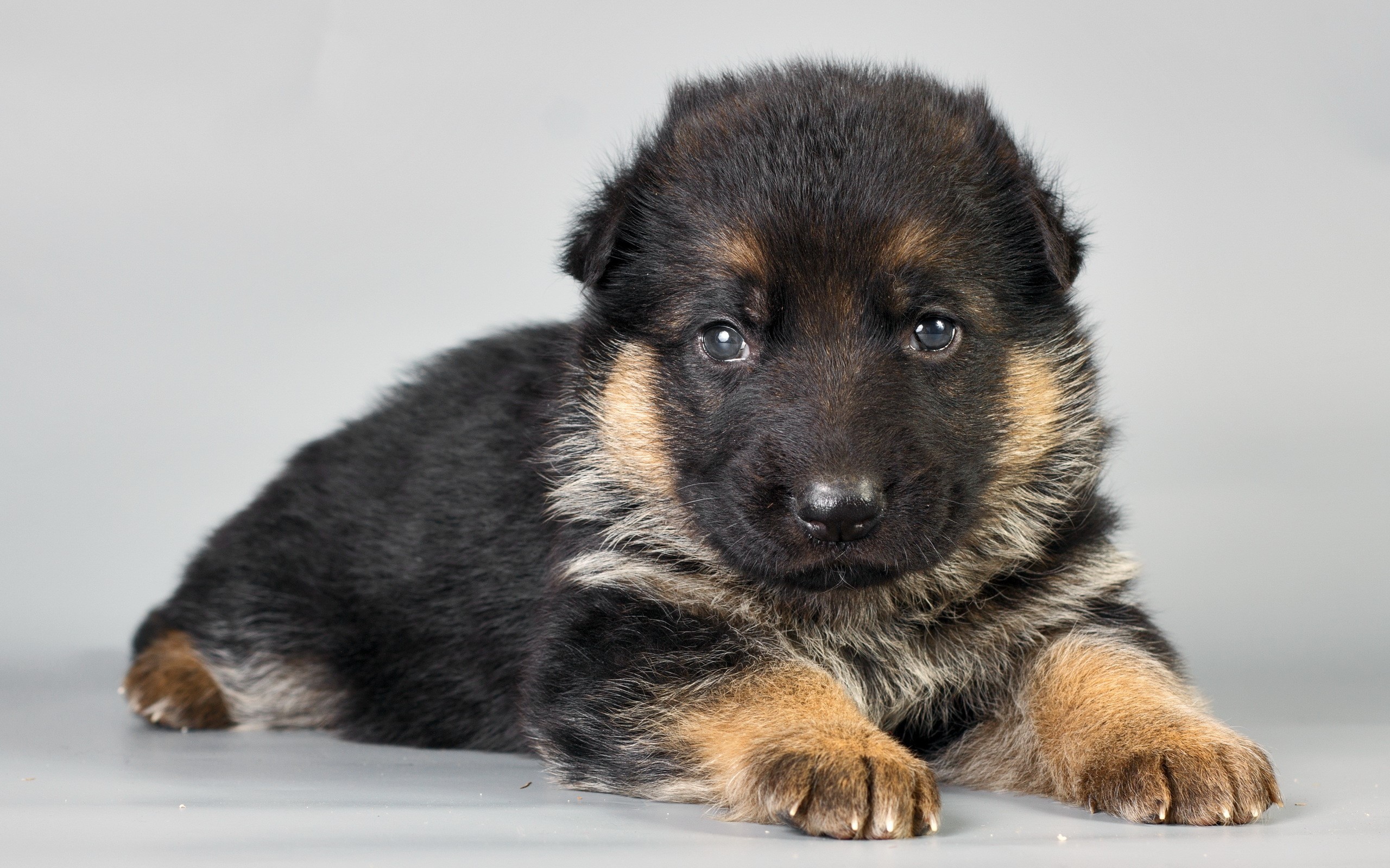 German Shepherd puppy lying down HD Wallpaper
