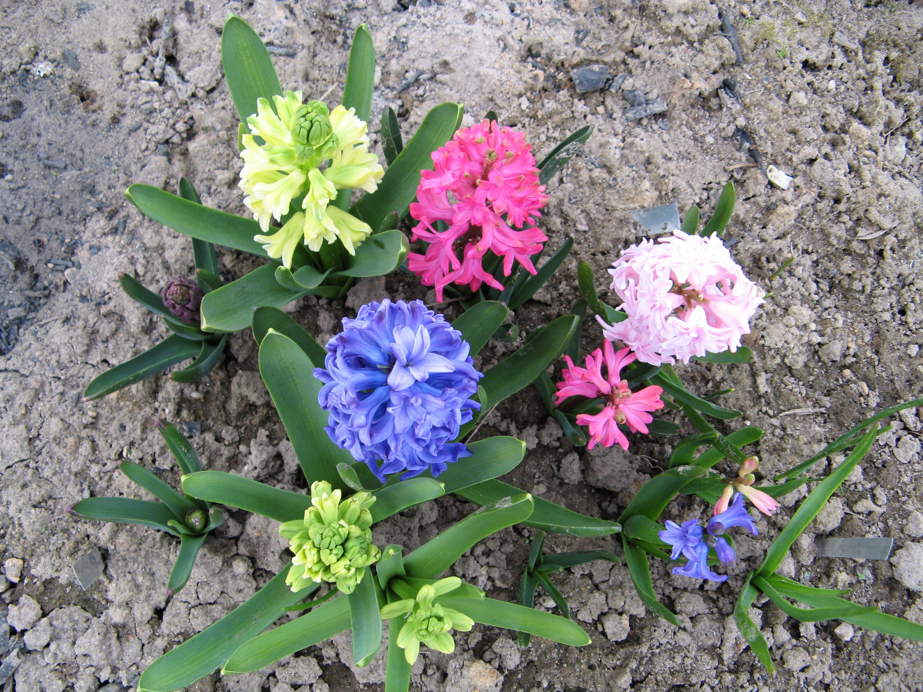 Hyacinths in bloom HD Wallpaper